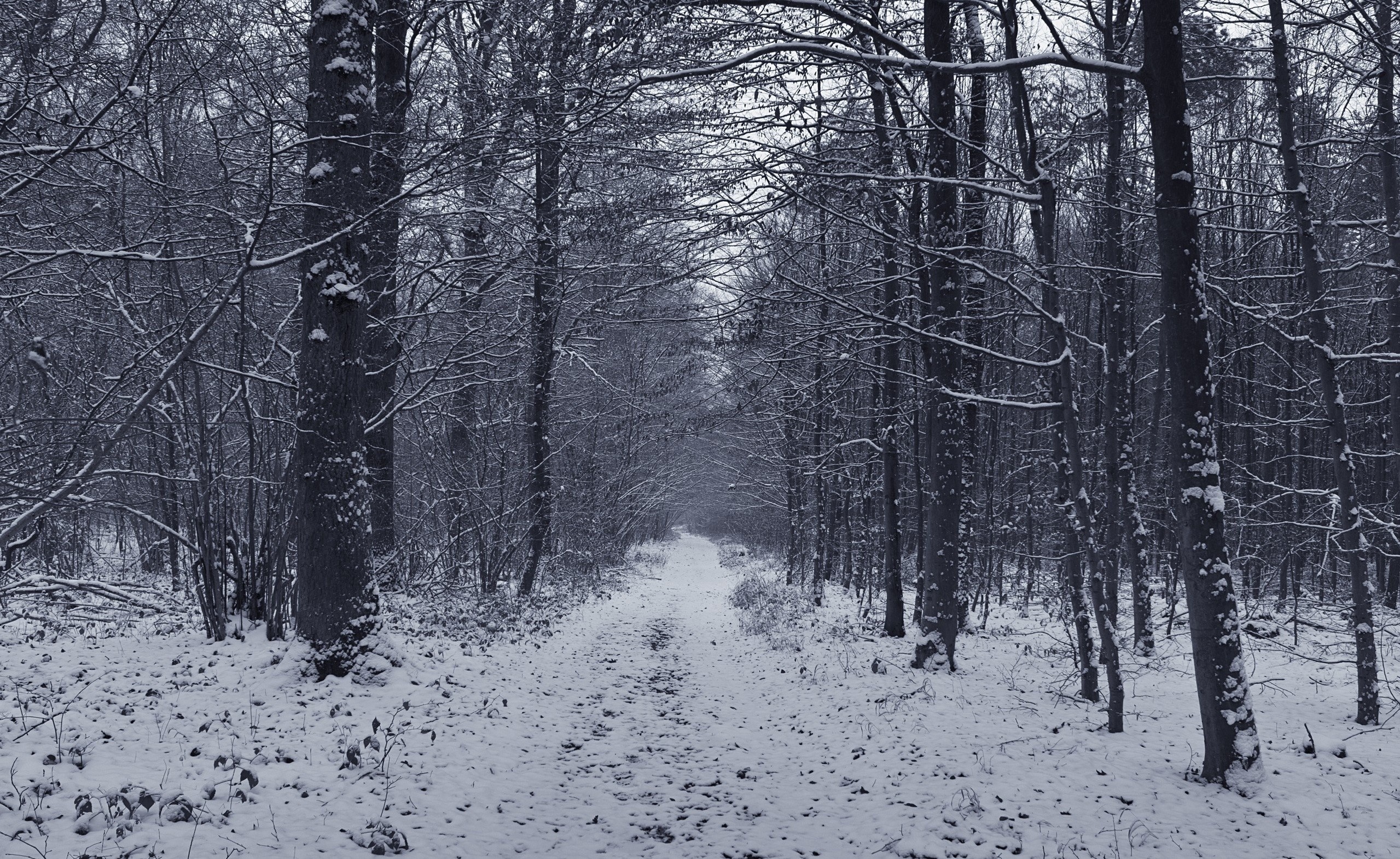 Snowy forest path in monochrome HD Wallpaper