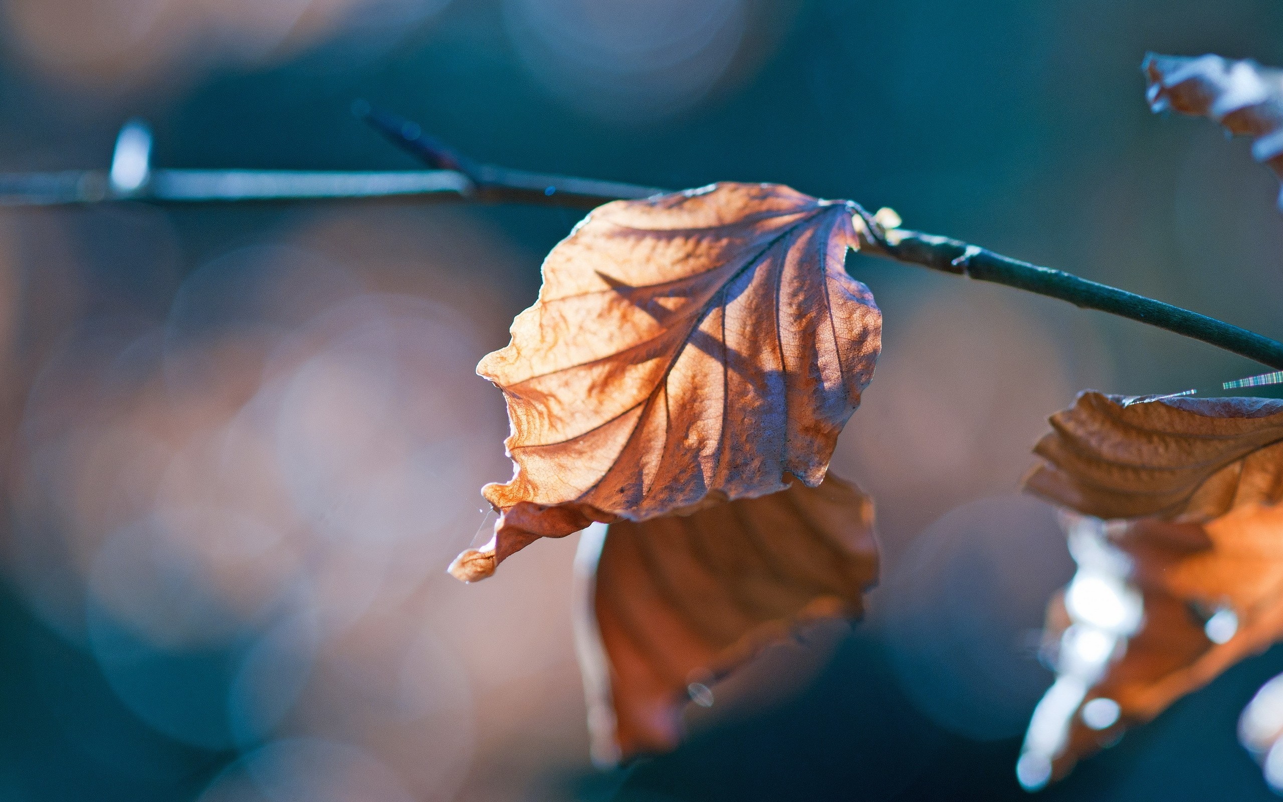 Close-up of a dry brown leaf on a branch HD Wallpaper