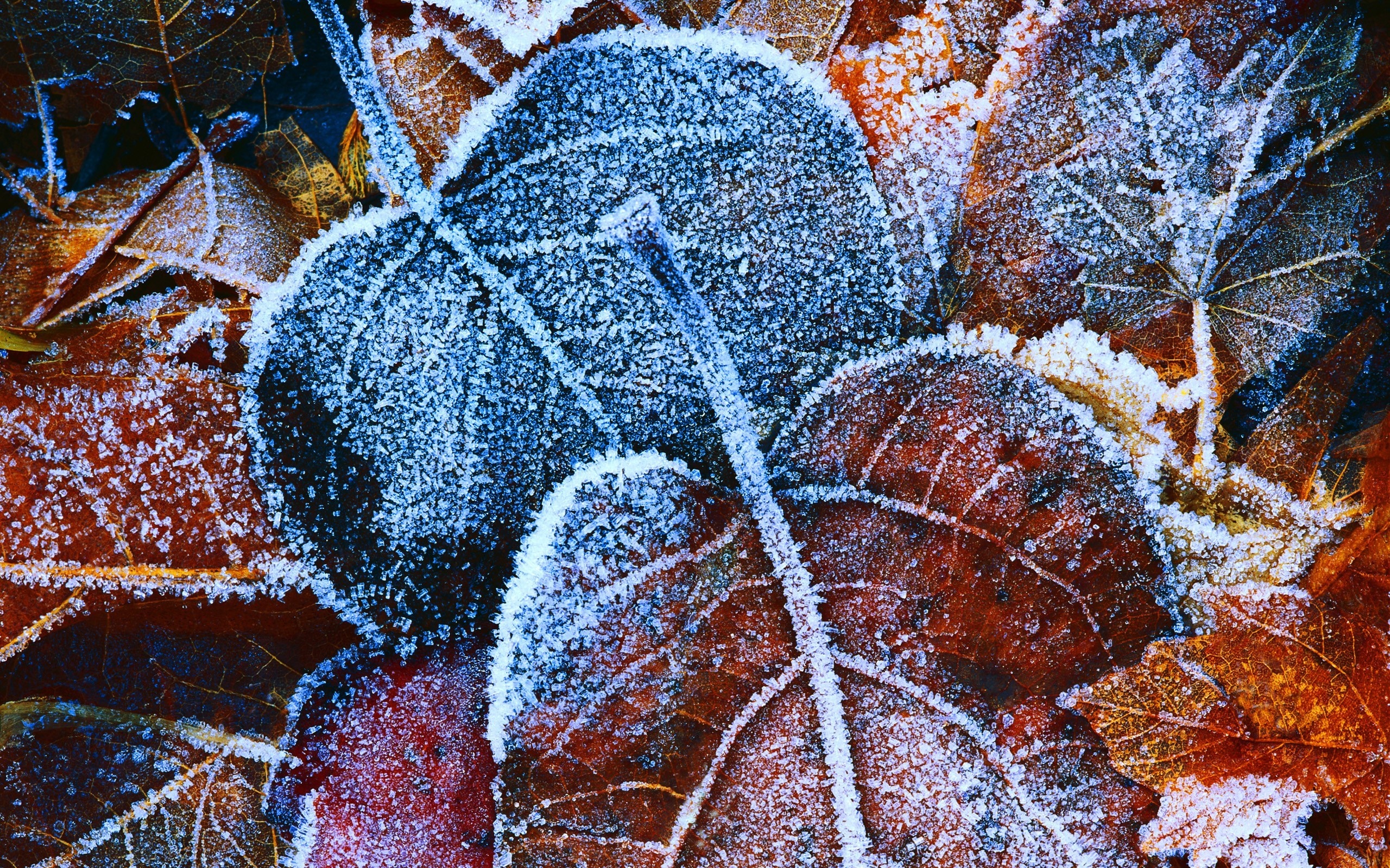 Close-up of frost-covered autumn leaves HD Wallpaper