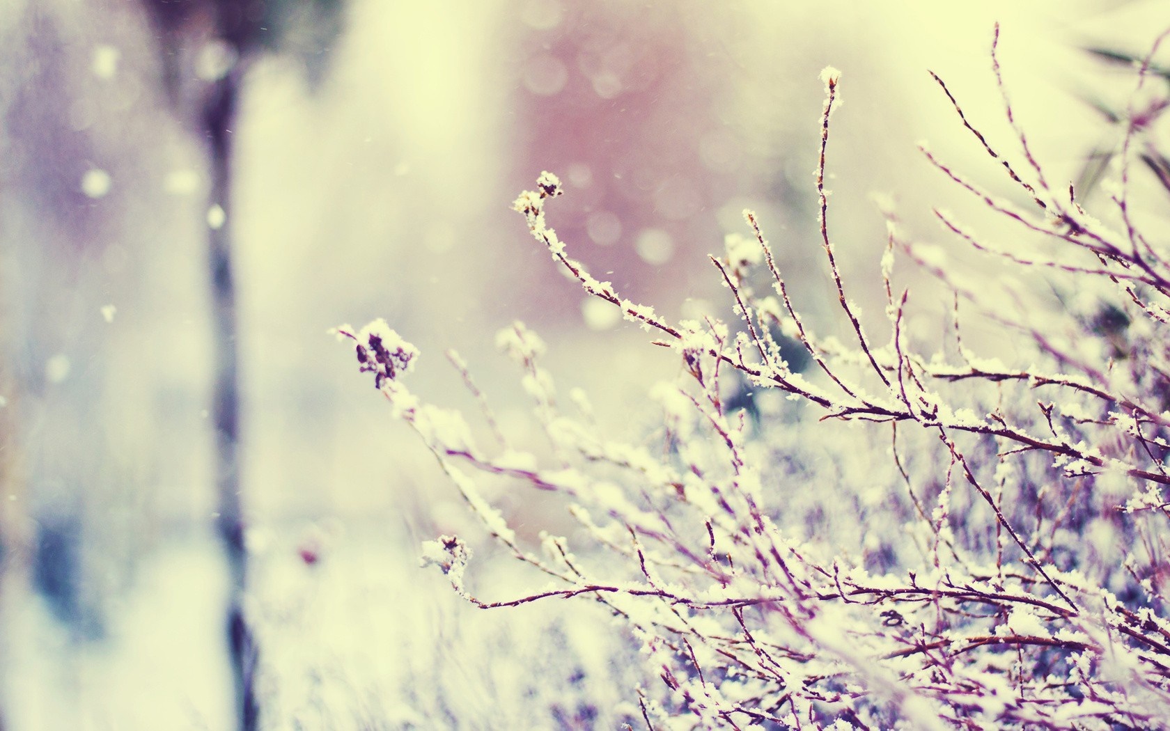 Snow covered branches with soft light HD Wallpaper