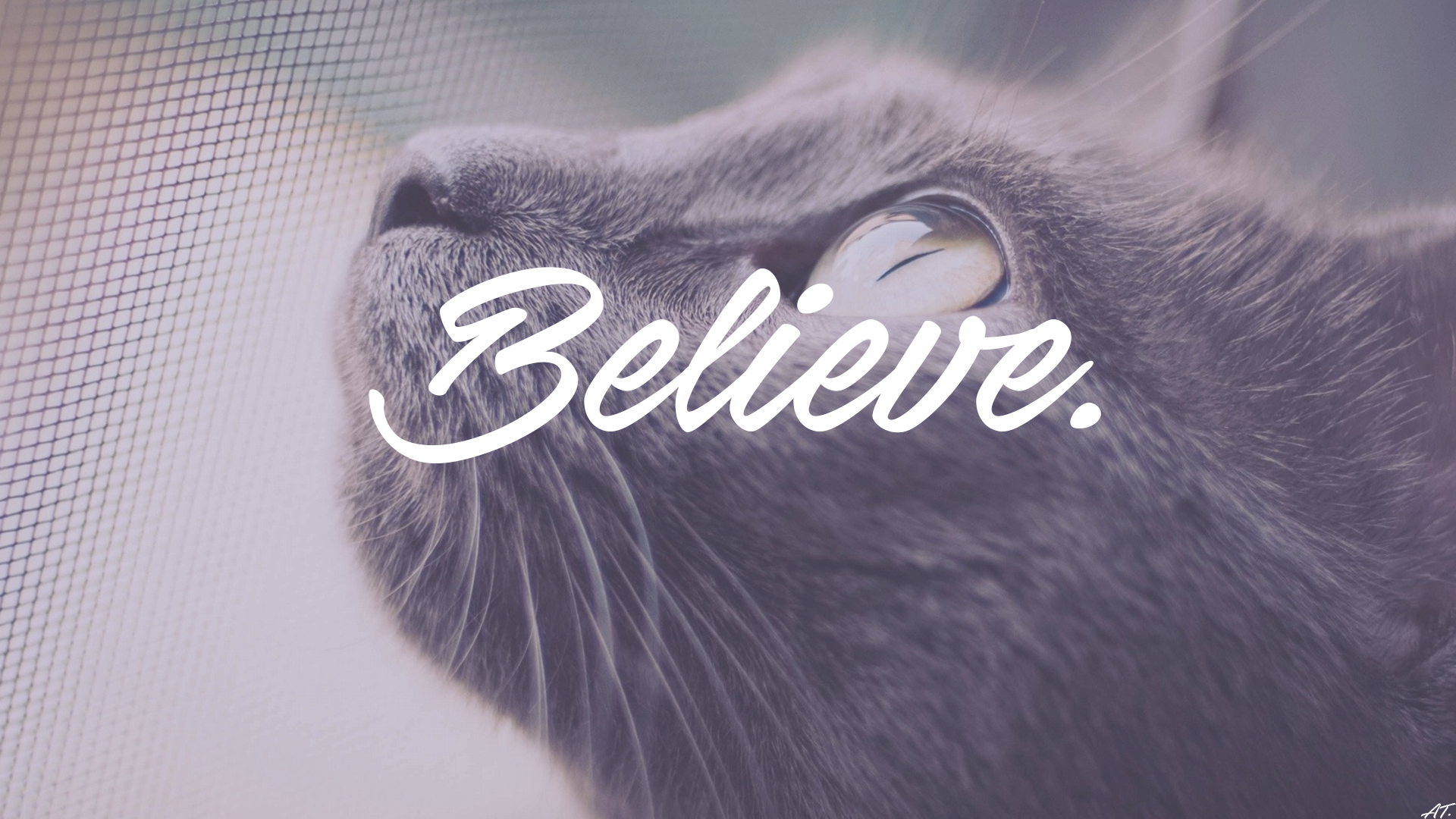 Close-up of a gray cat with the word "Believe" overlayed HD Wallpaper