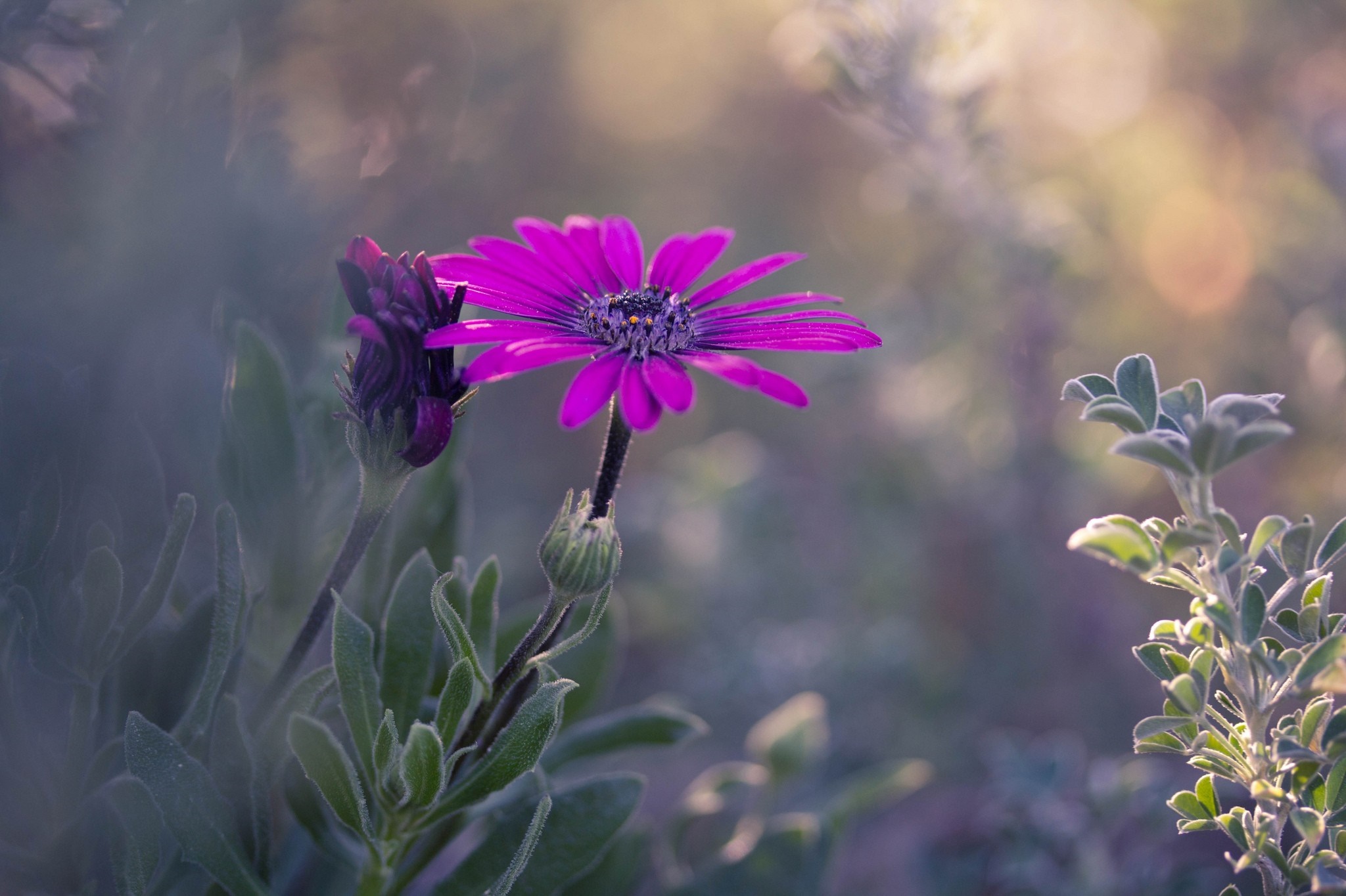 Purple daisy flower with buds in sunlight HD Wallpaper
