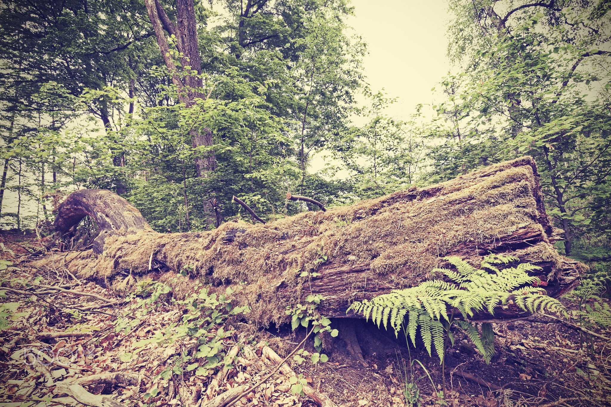 Fallen moss-covered log in a forest HD Wallpaper