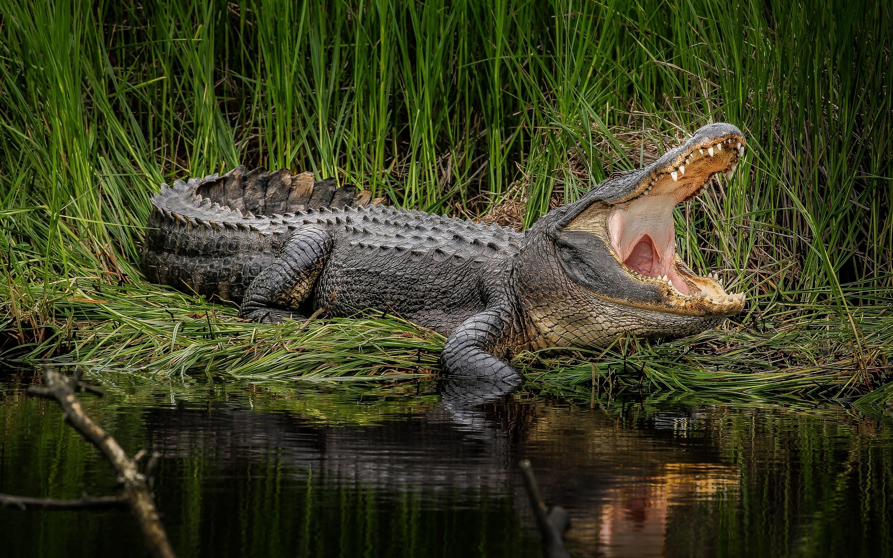 American Alligator yawning by the water HD Wallpaper