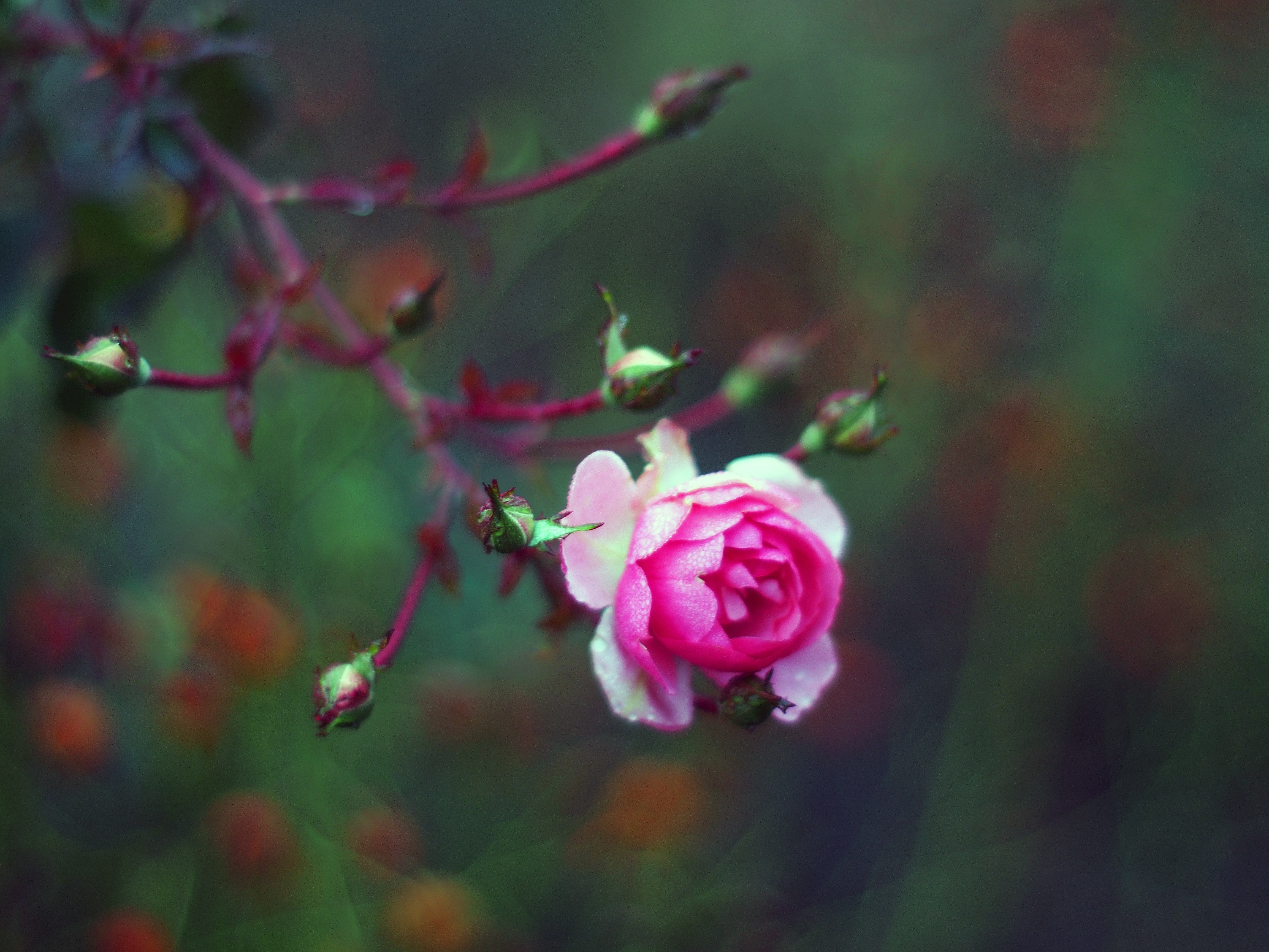 Close up of a pink rose with buds on a branch HD Wallpaper