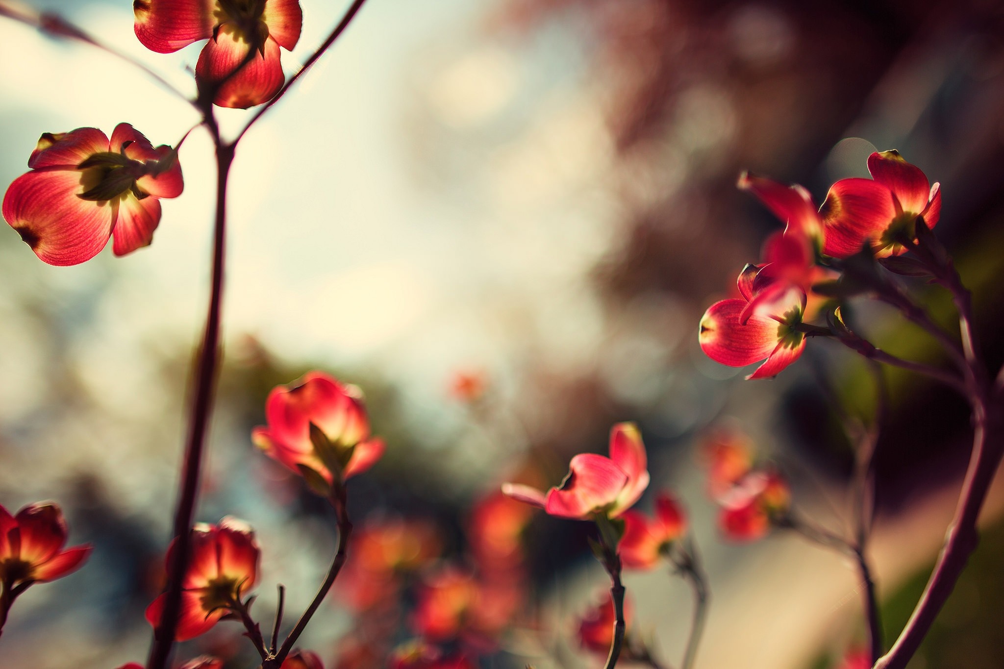 Red dogwood flowers backlit by sunlight HD Wallpaper