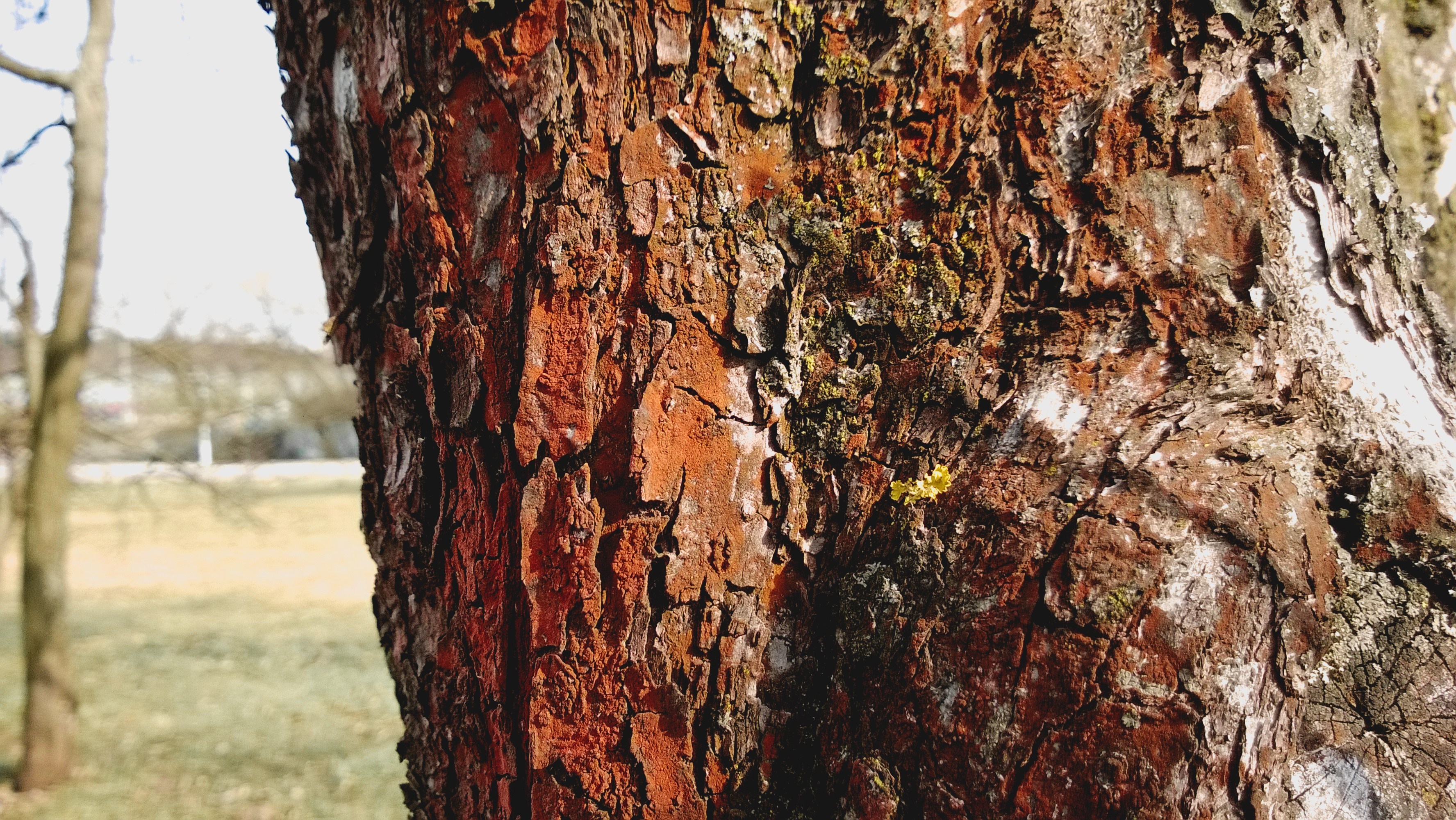 Close-up of rough tree bark with moss and lichen HD Wallpaper