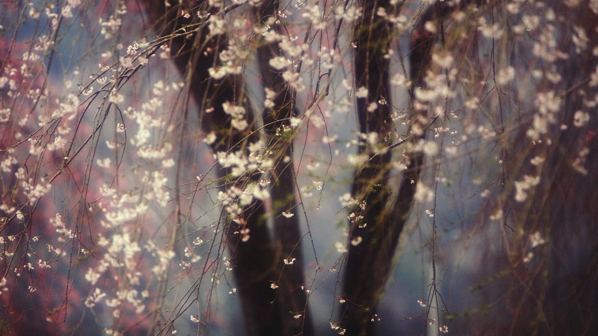 Close-up of weeping cherry blossoms on branches HD Wallpaper