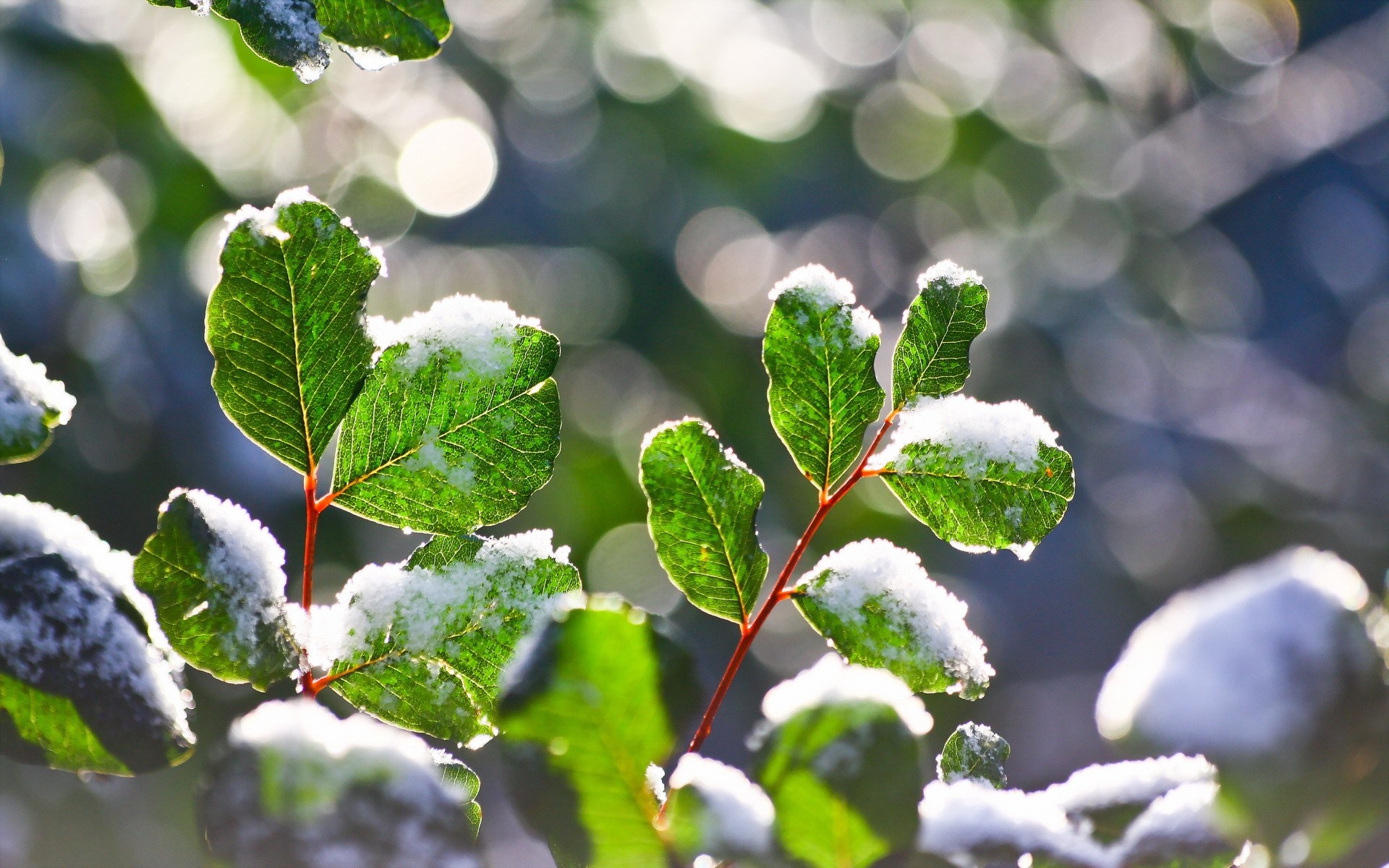 Green leaves with snow in winter sunlight HD Wallpaper
