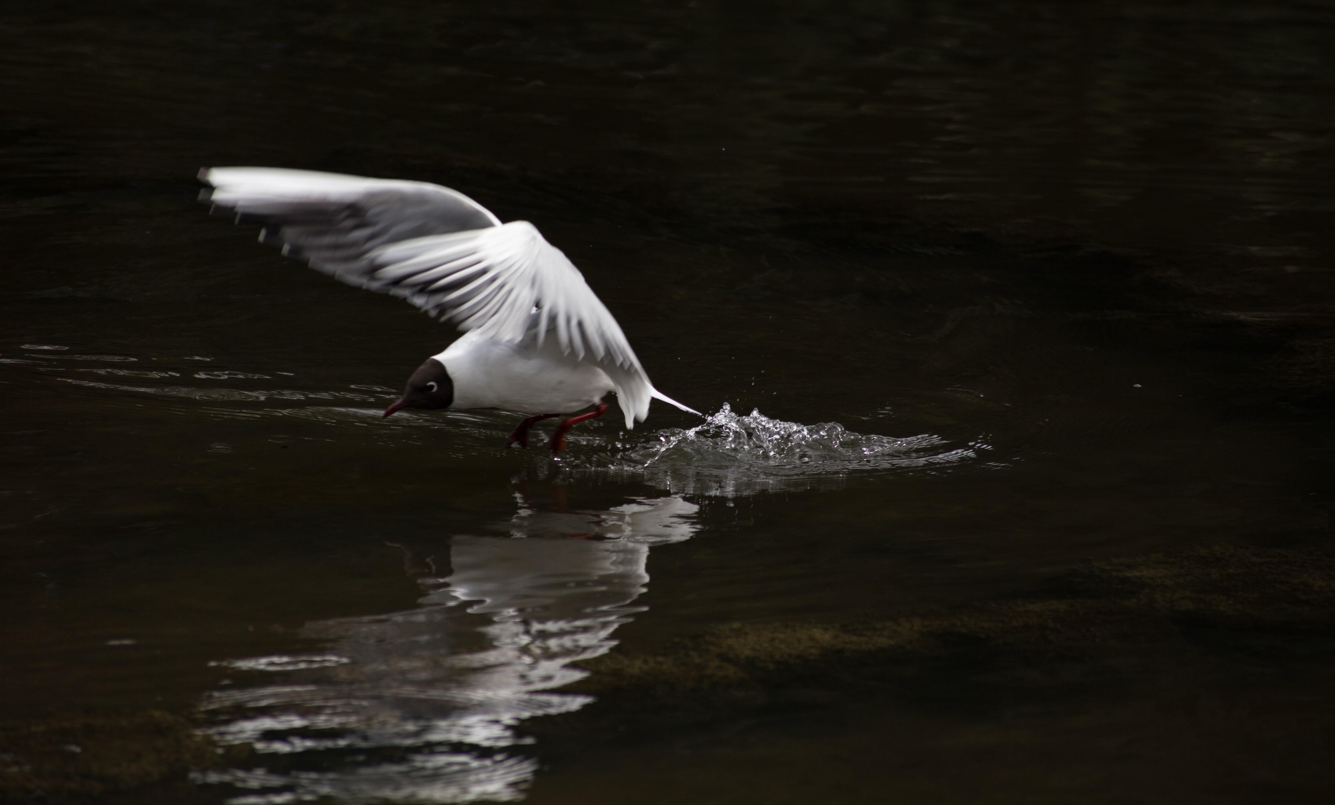 Seabird Taking Off from Calm Water Surface HD Wallpaper