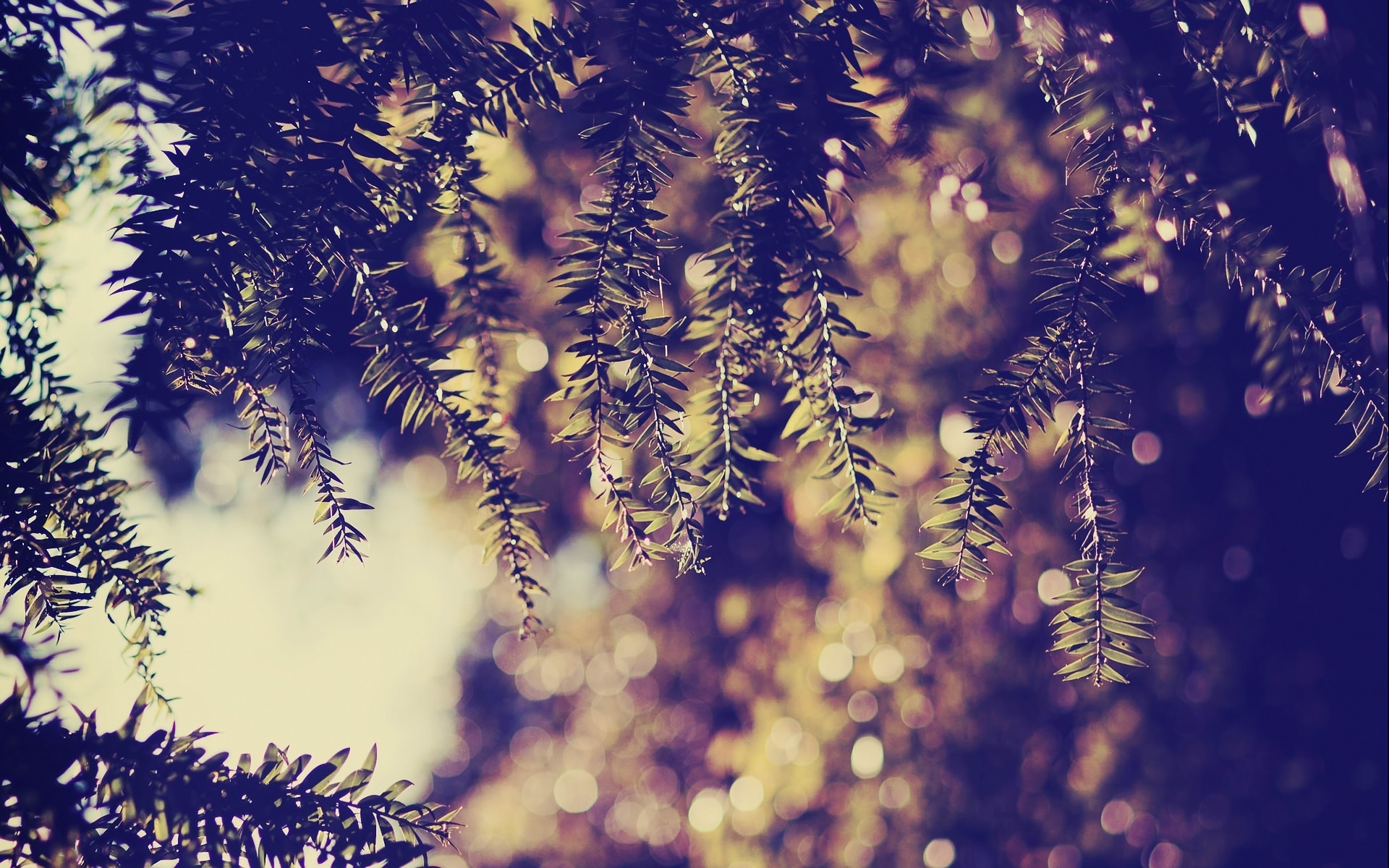 Close-up of pine needles with bokeh background HD Wallpaper