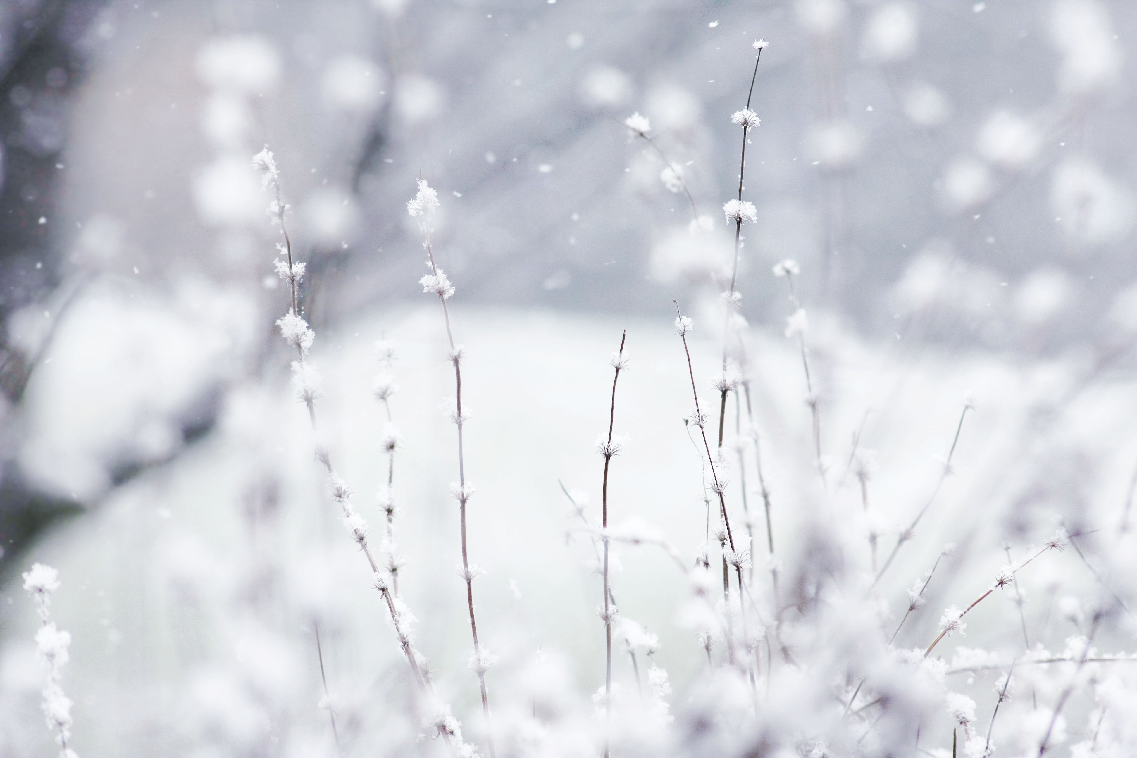 Close-up of snow-covered branches in winter HD Wallpaper