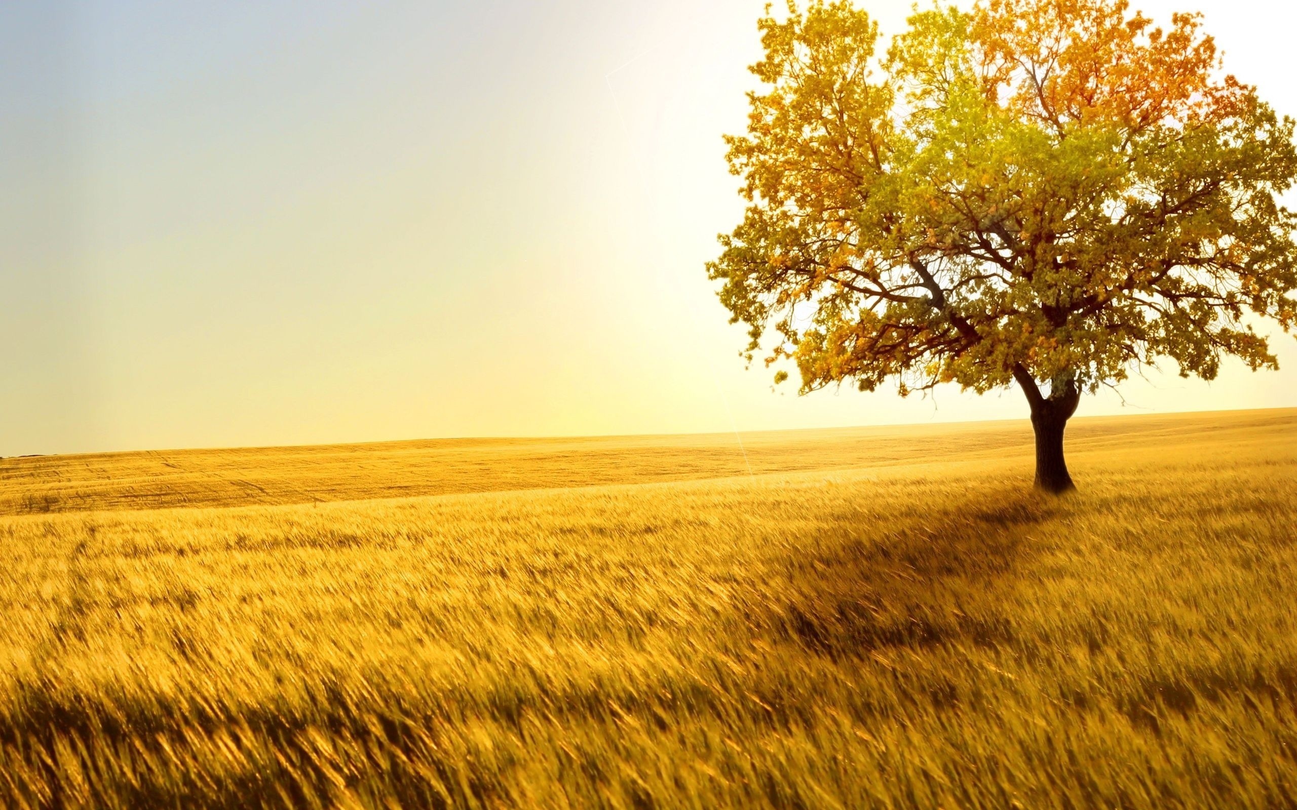 Golden field with a lone tree at sunset HD Wallpaper