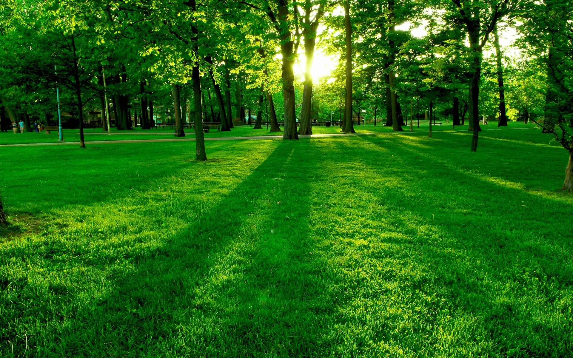 Sunlight filtering through trees onto a green park lawn HD Wallpaper
