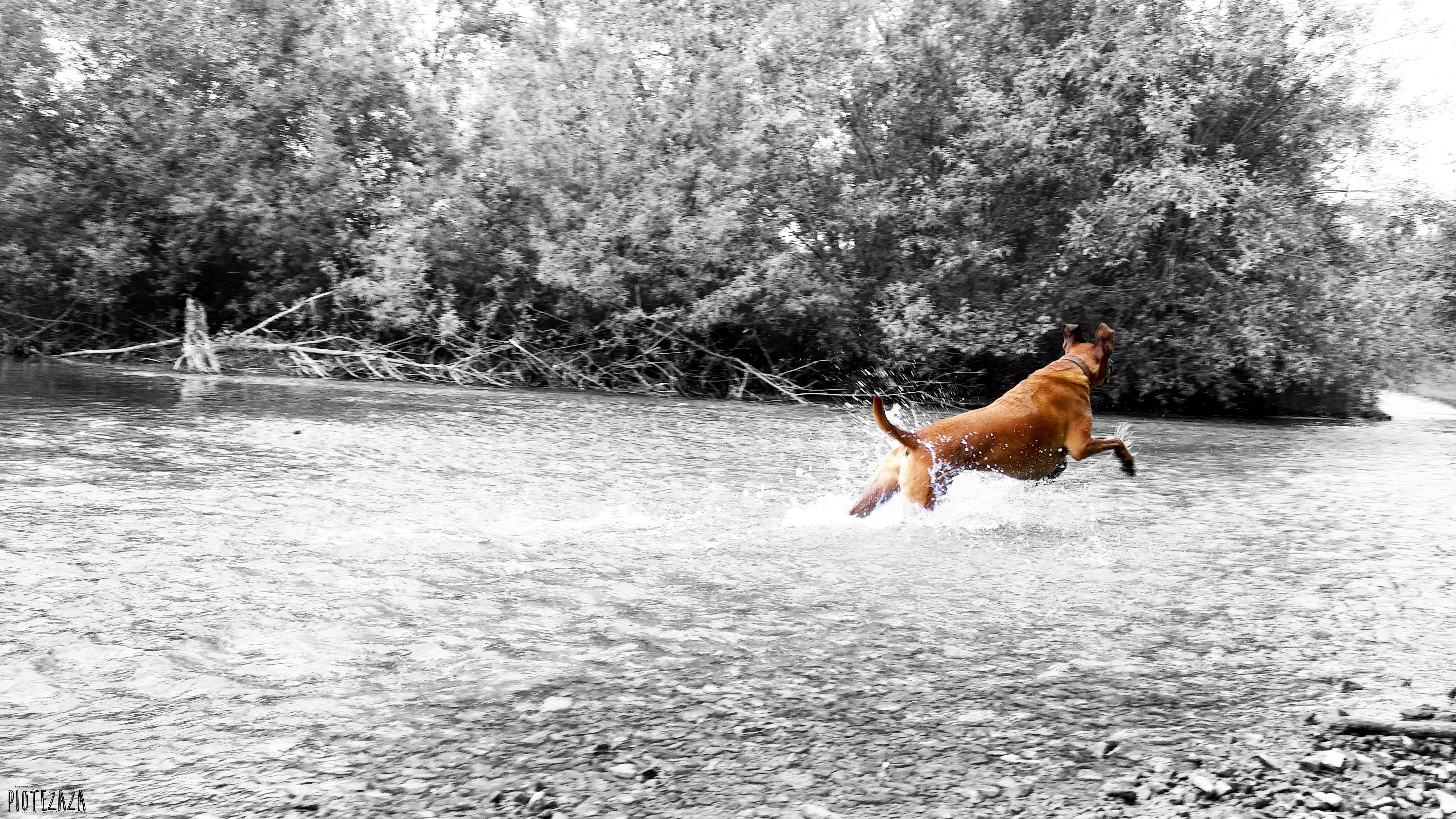 Dog running through a river HD Wallpaper