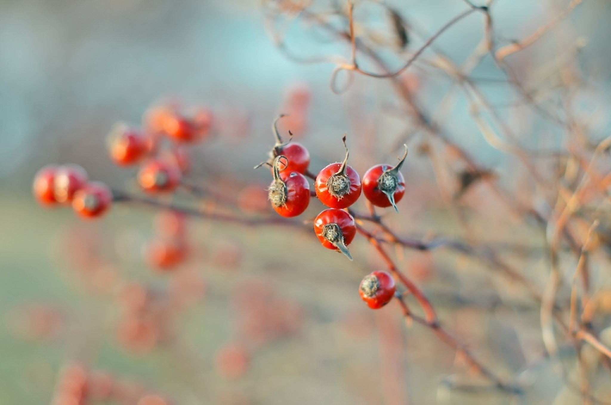 Close up of red rose hips on a branch HD Wallpaper