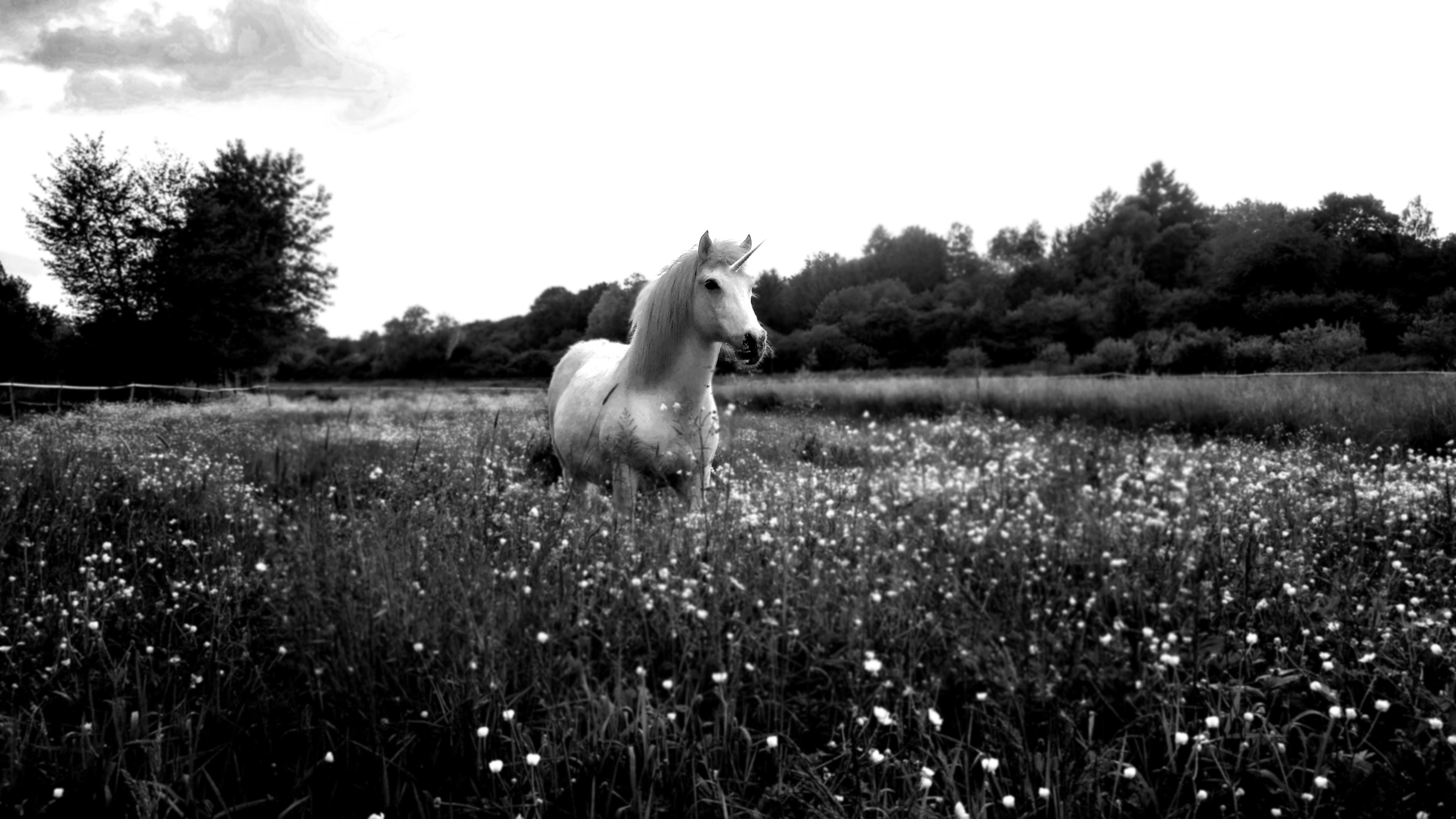 Unicorn in a field of flowers HD Wallpaper