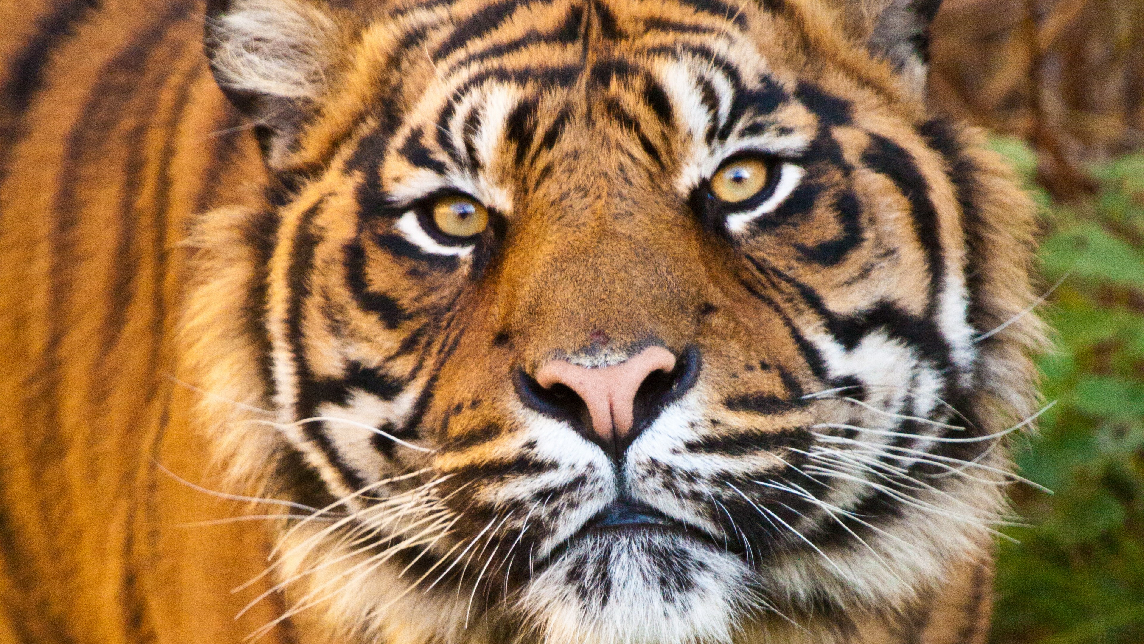 Close-up of a tiger's face HD Wallpaper