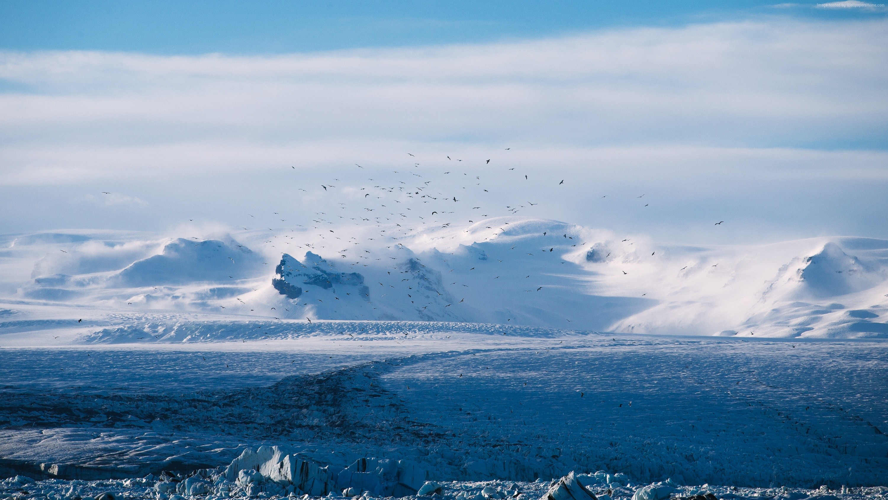 Flock of birds over snowy mountains and glaciers HD Wallpaper