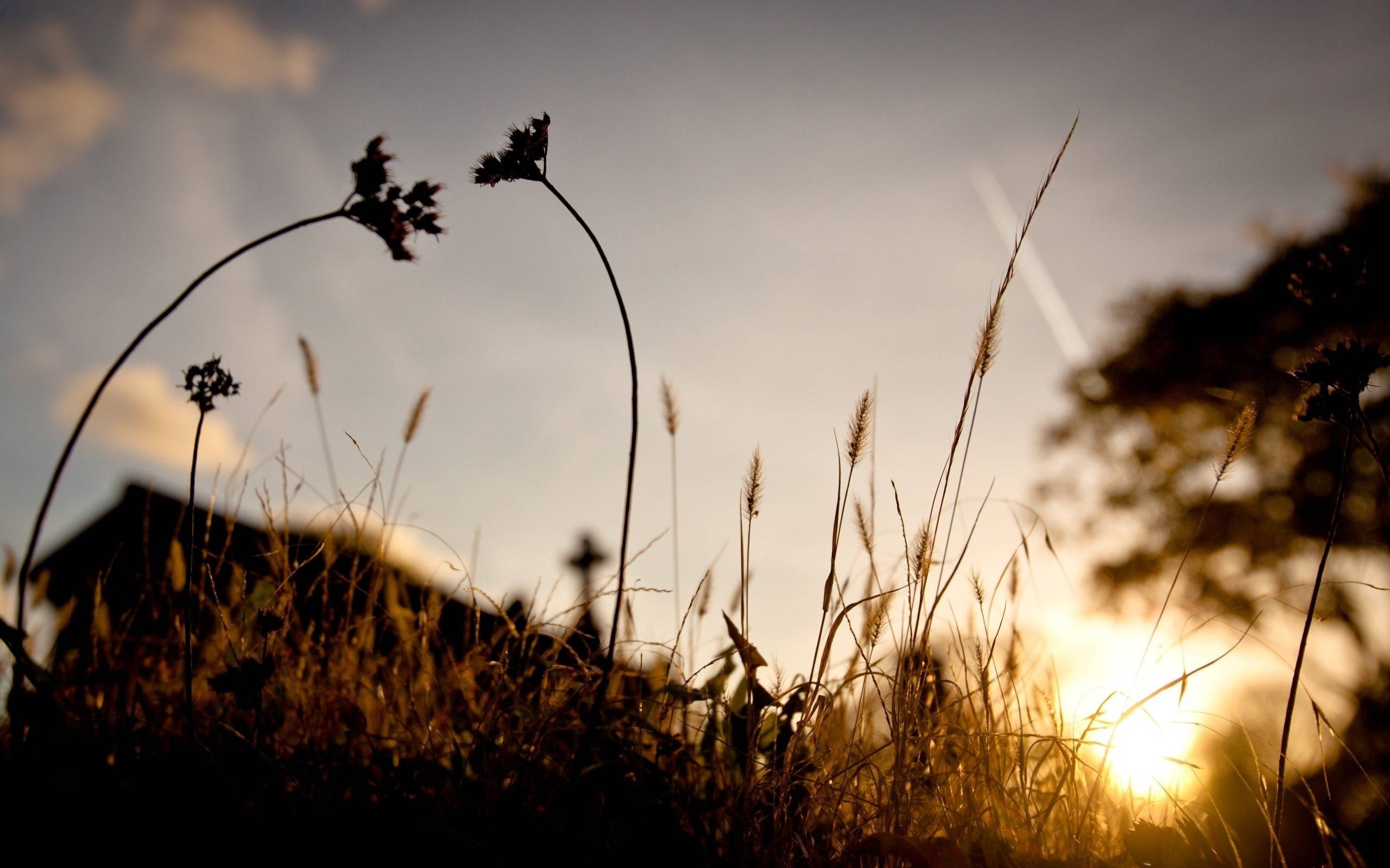 Silhouette of plants against sunset sky HD Wallpaper