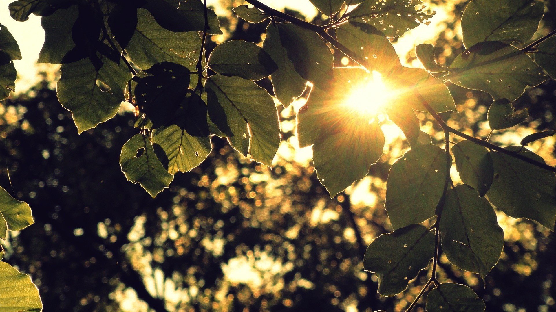 Sunlight filtering through green leaves on a branch HD Wallpaper