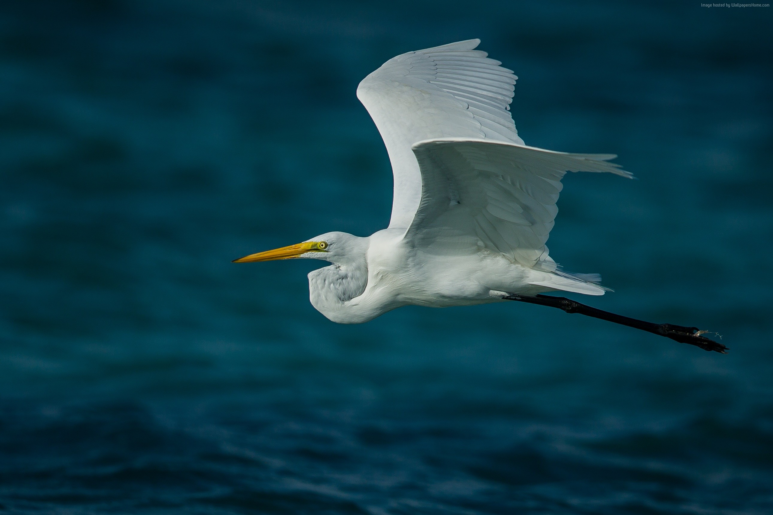 Great Egret in flight over dark blue water HD Wallpaper