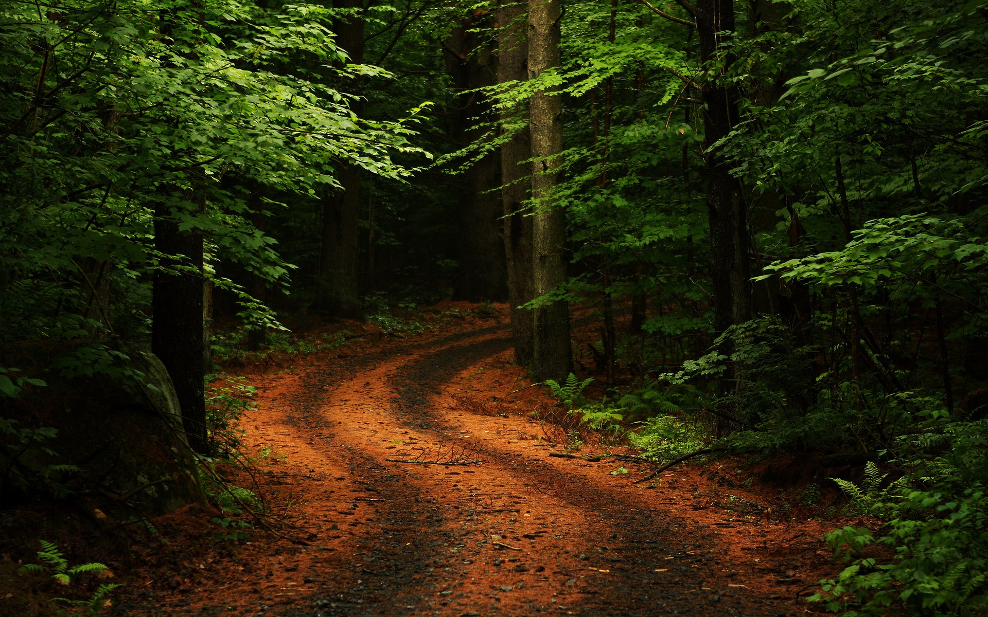 A winding dirt path through a dense forest HD Wallpaper