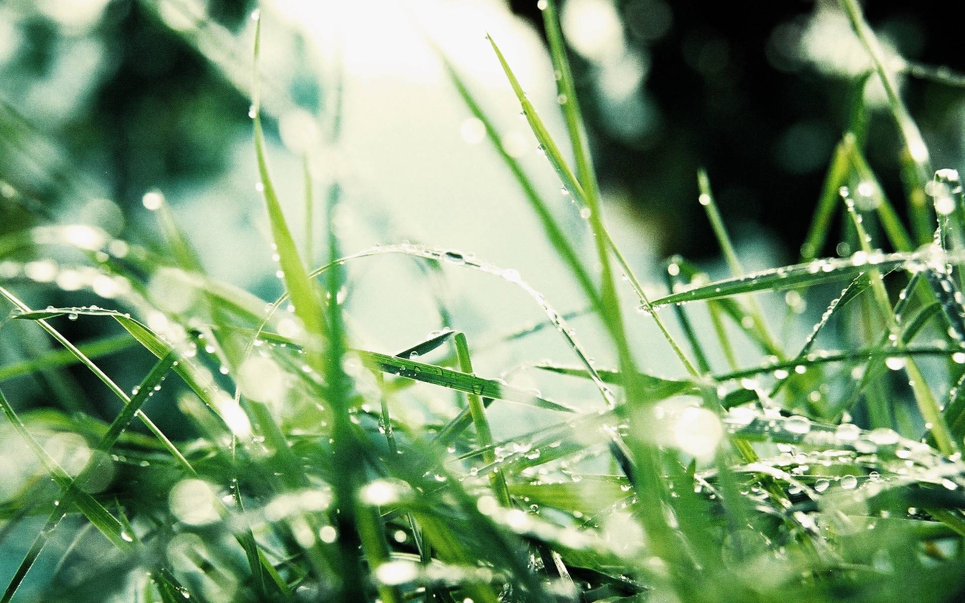 Close-up of grass with dew drops in sunlight HD Wallpaper