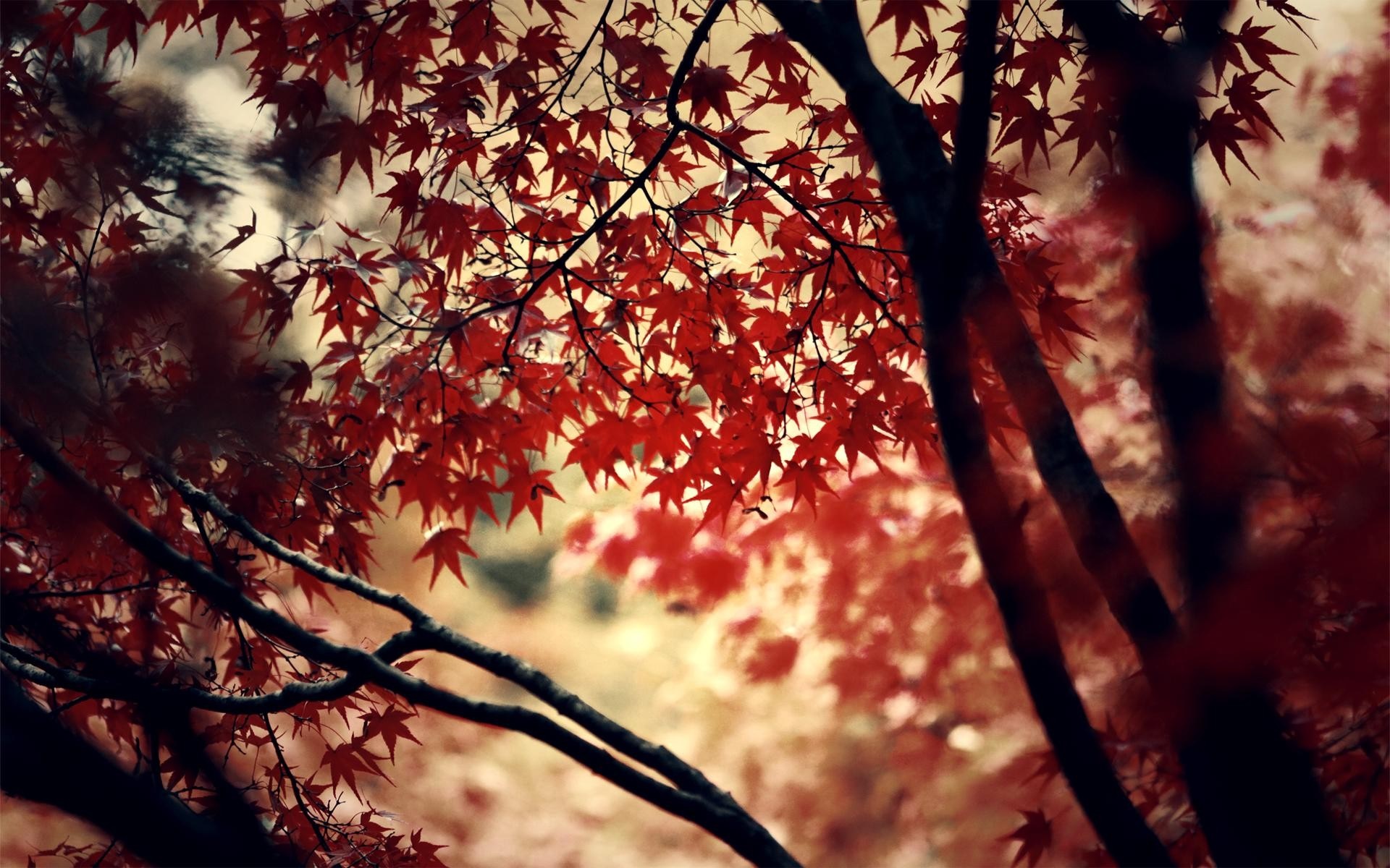 Red maple leaves on branches in sunlight HD Wallpaper