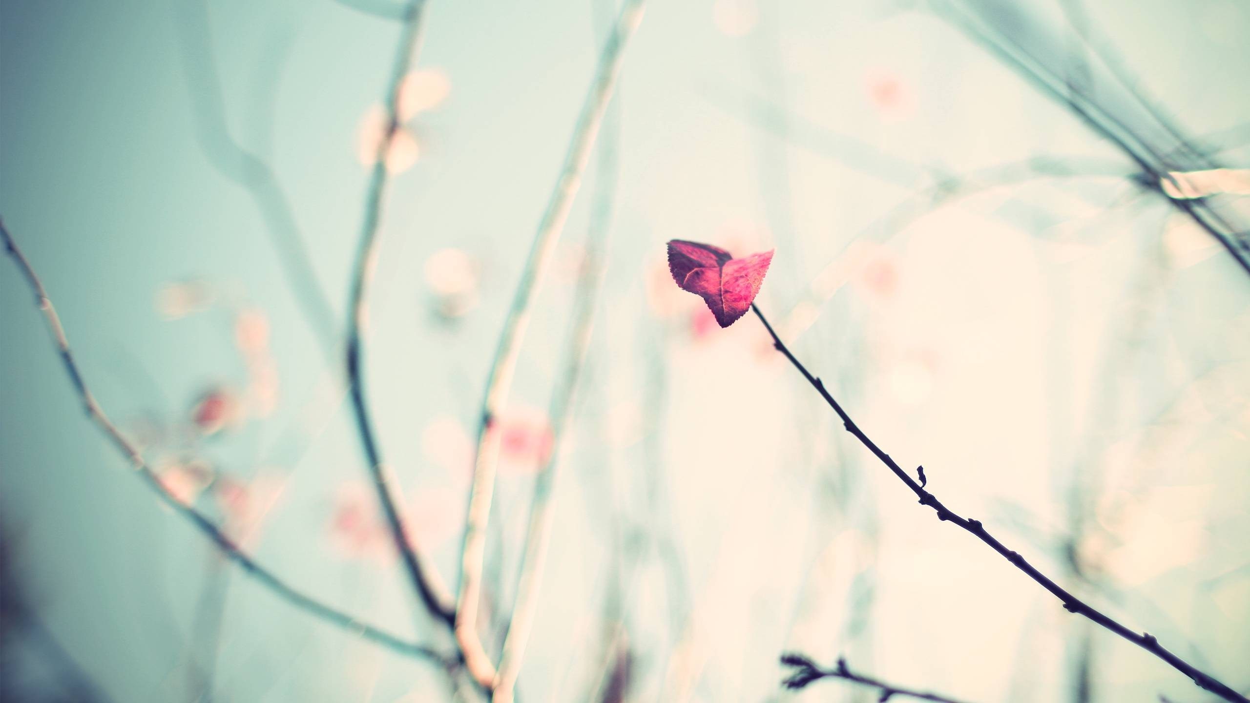Single red leaf on a branch against a soft blue sky HD Wallpaper