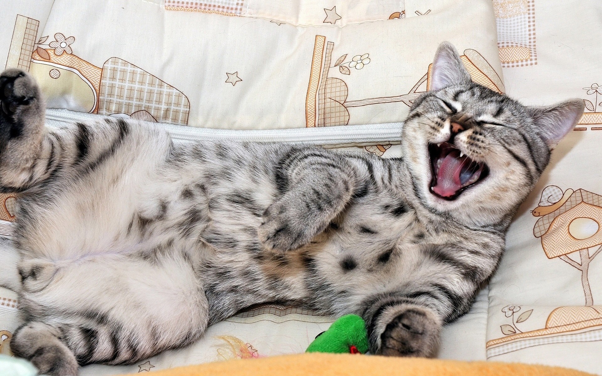 A tabby kitten yawning widely on a patterned blanket HD Wallpaper