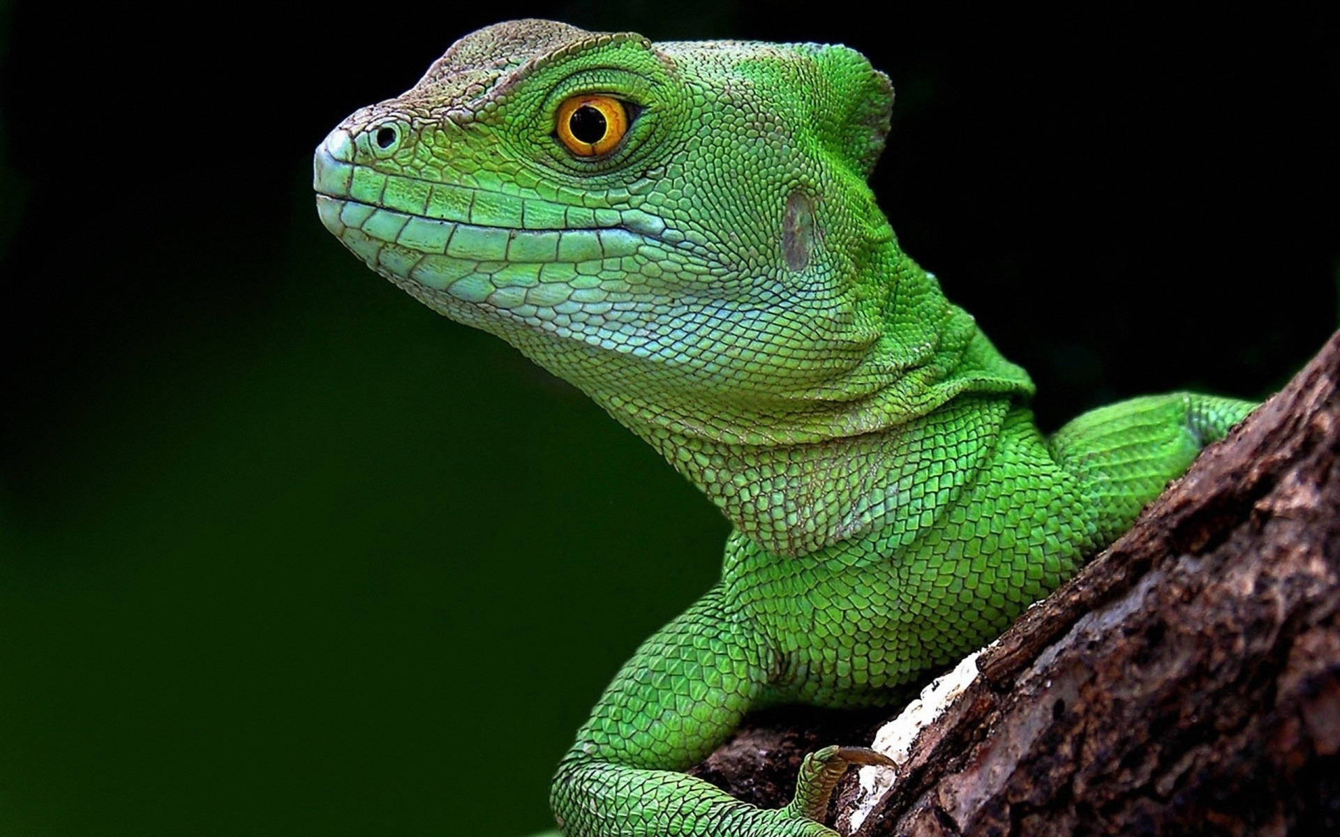 Green lizard with yellow eye on a tree branch HD Wallpaper