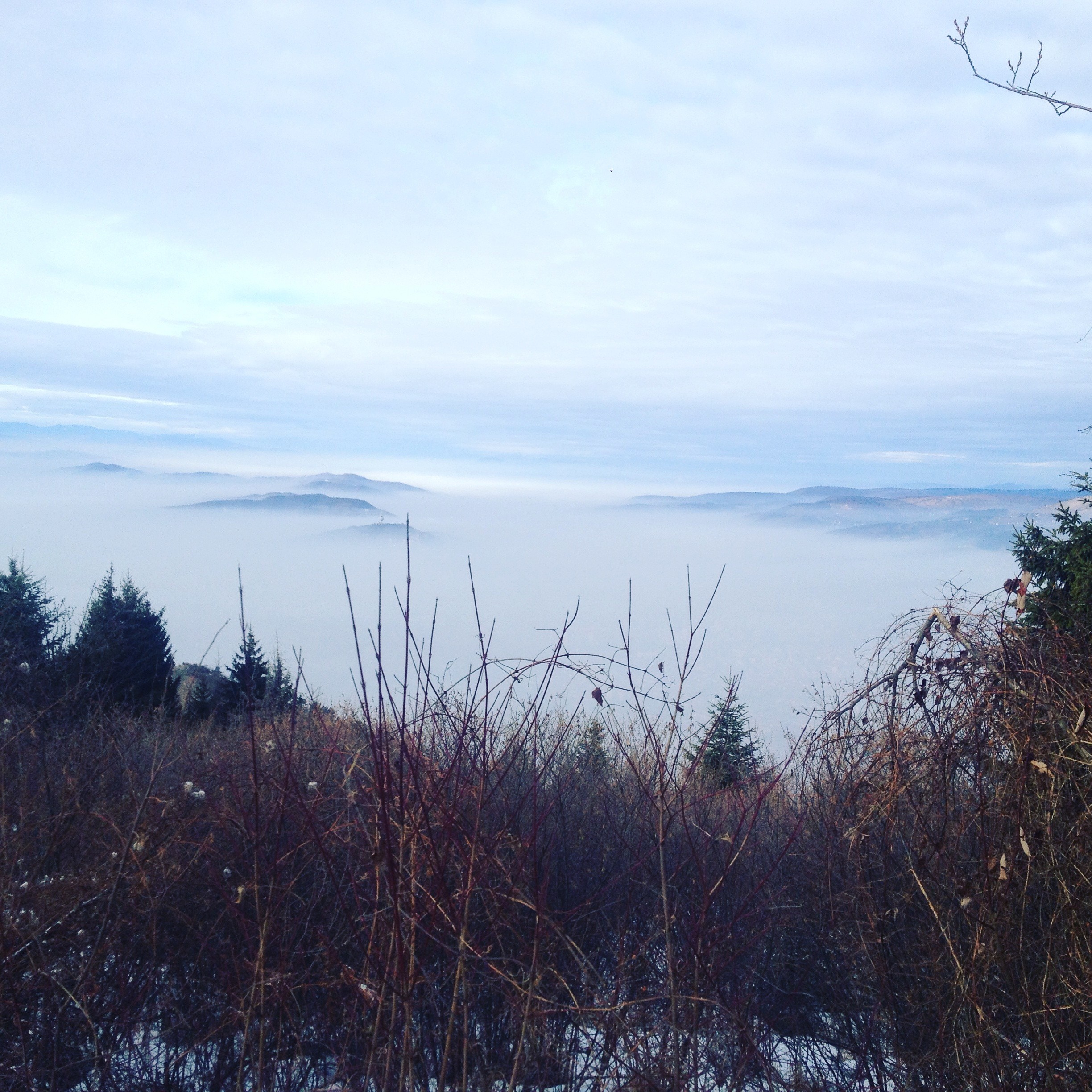 Foggy mountain landscape with trees and branches HD Wallpaper