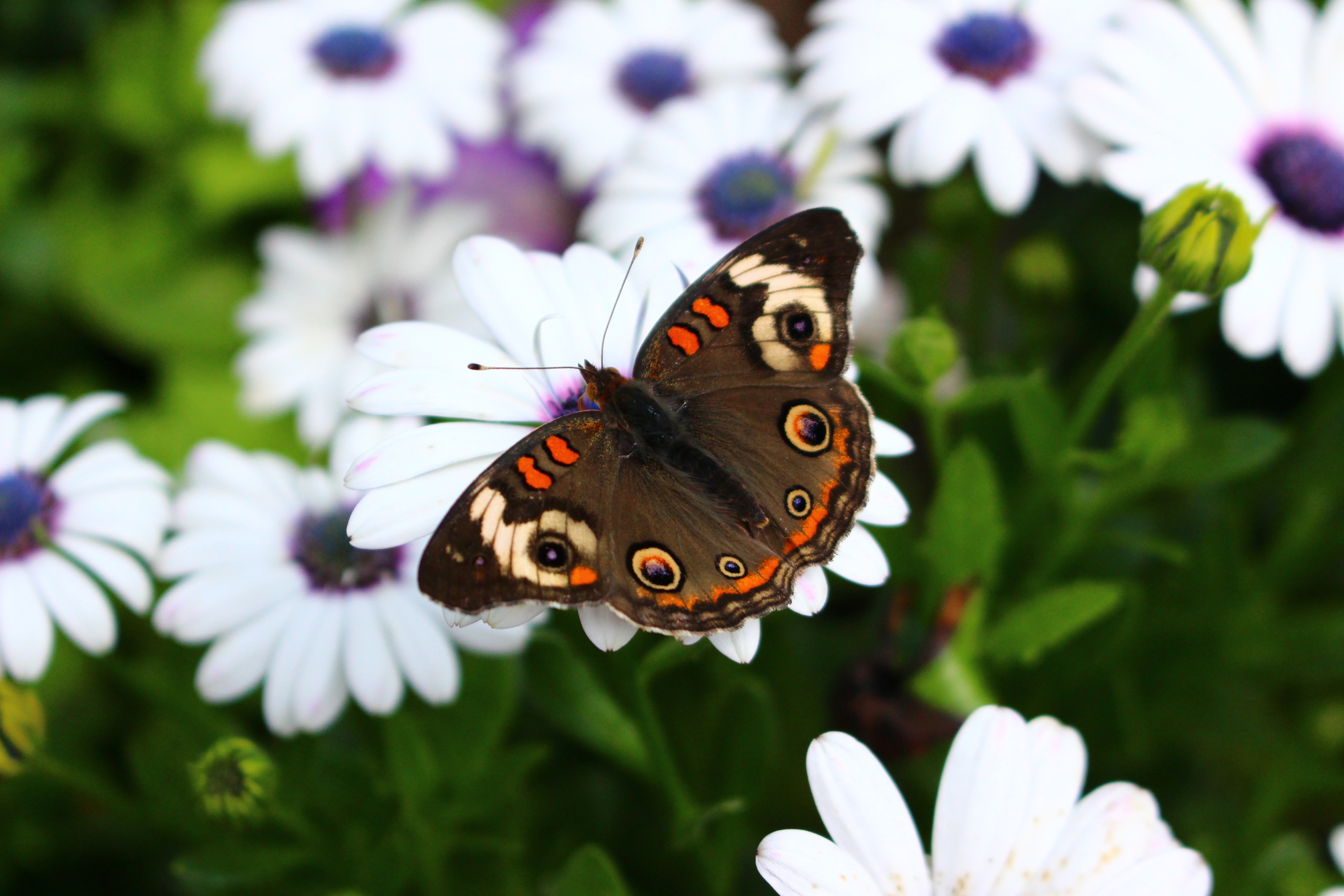 Brown butterfly on a white daisy with purple center HD Wallpaper
