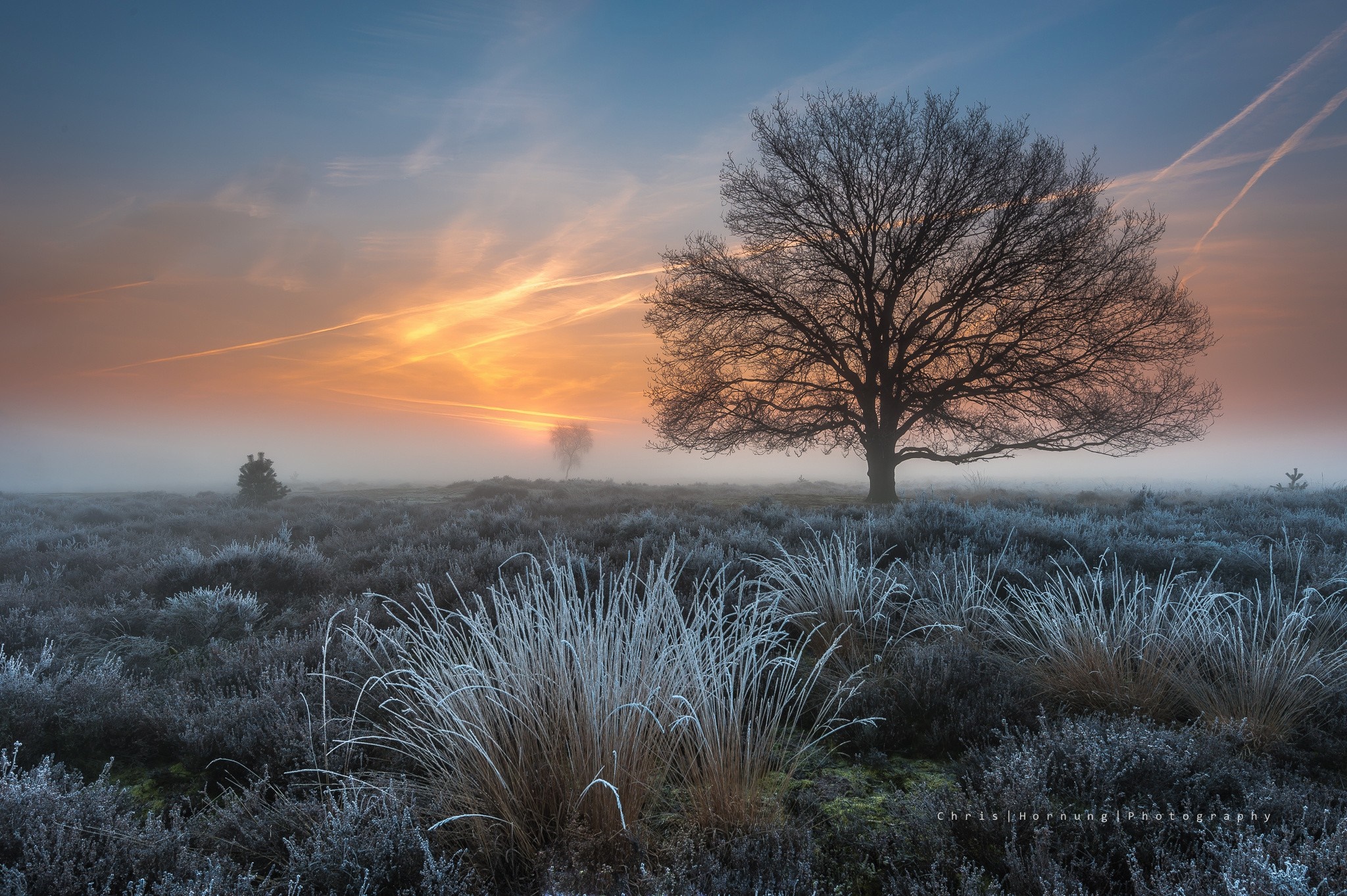 Misty sunrise over a frosty field with a lone tree HD Wallpaper