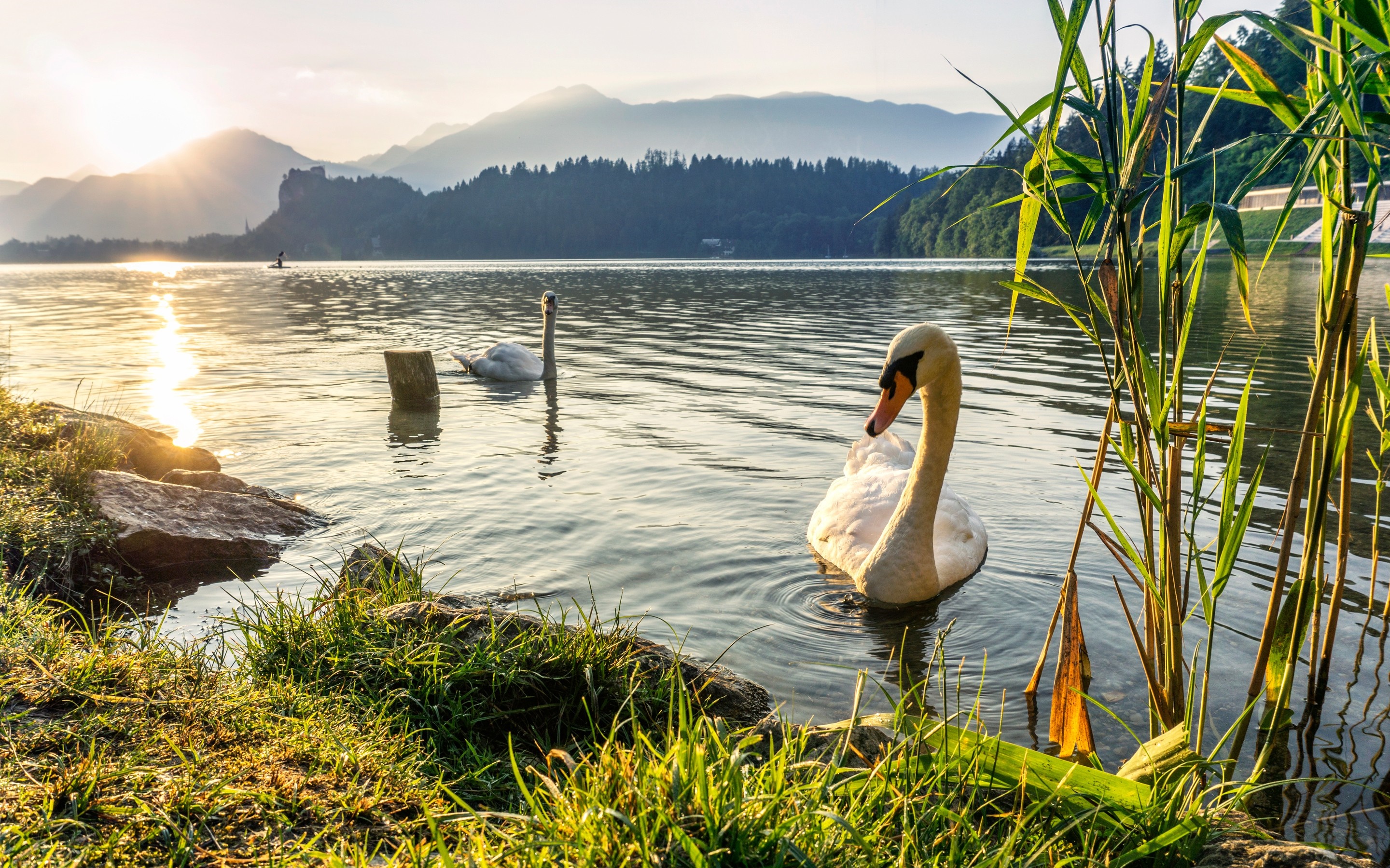 Two swans on a lake at sunrise with mountains in the background HD Wallpaper