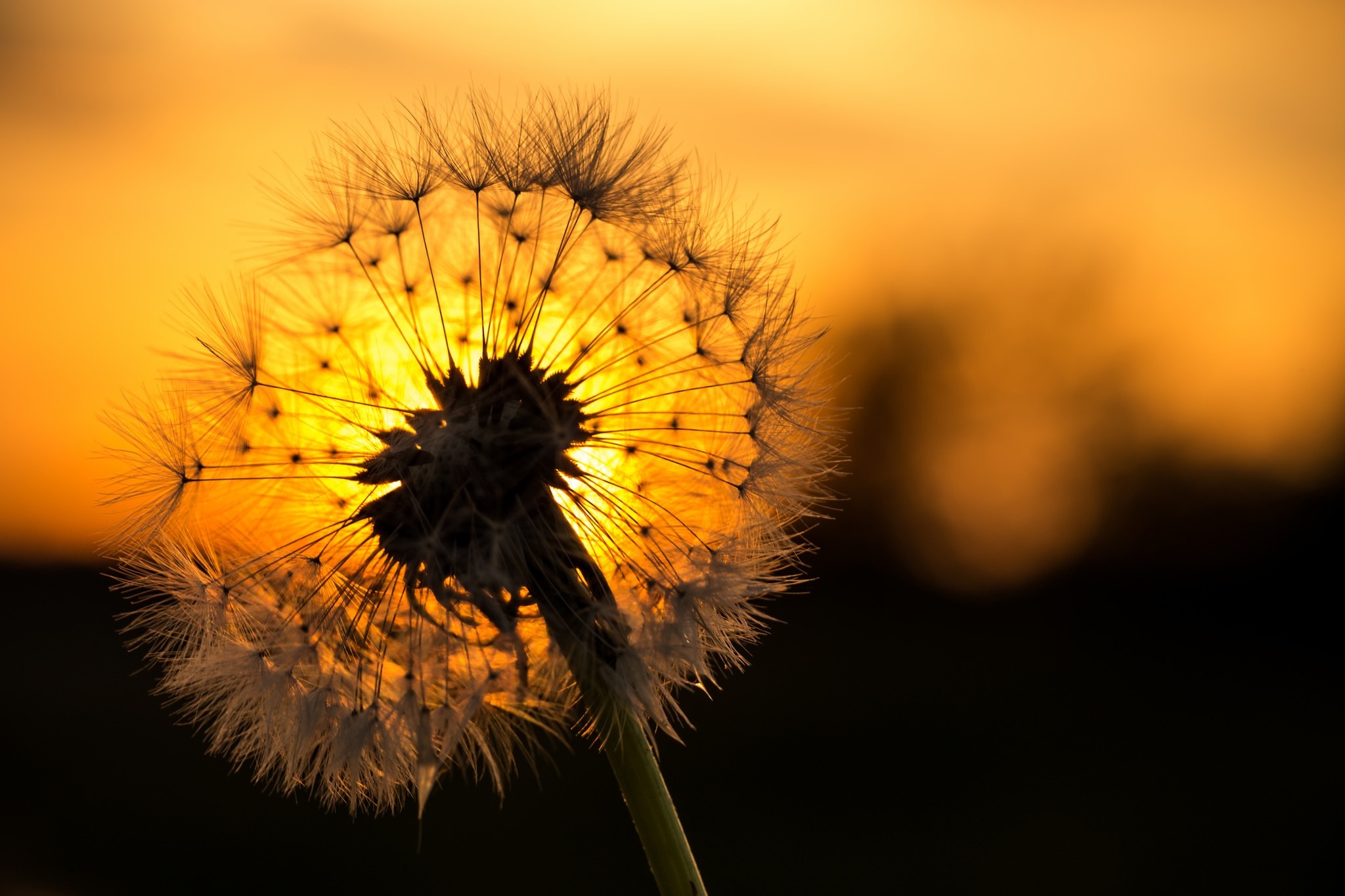 Dandelion seed head backlit by sunset HD Wallpaper