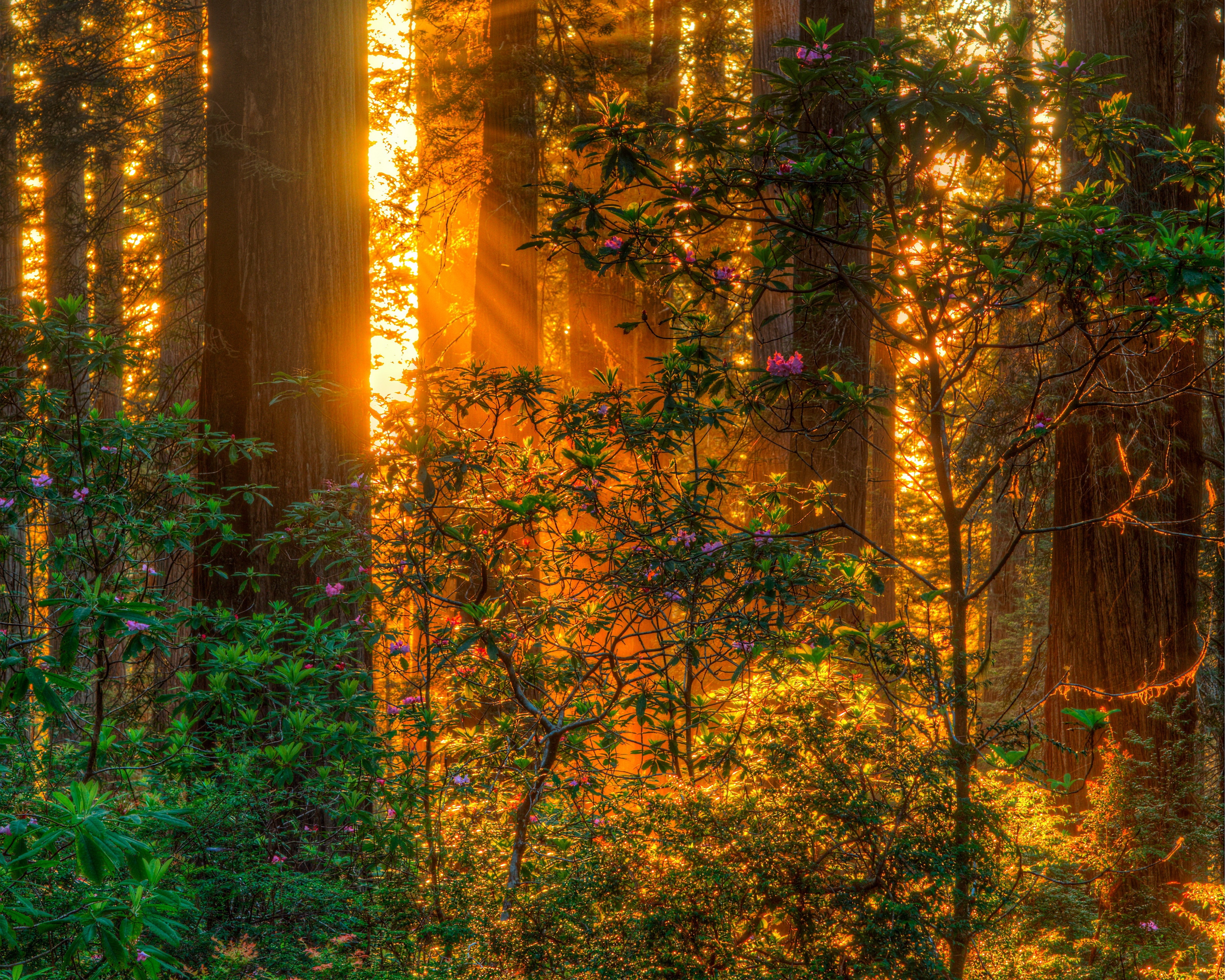 Sunlight filtering through a redwood forest HD Wallpaper
