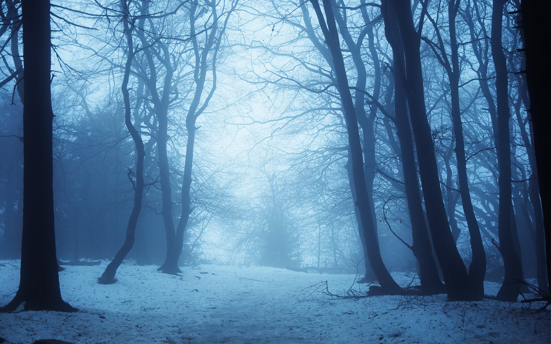 Snowy forest path with bare trees in fog HD Wallpaper