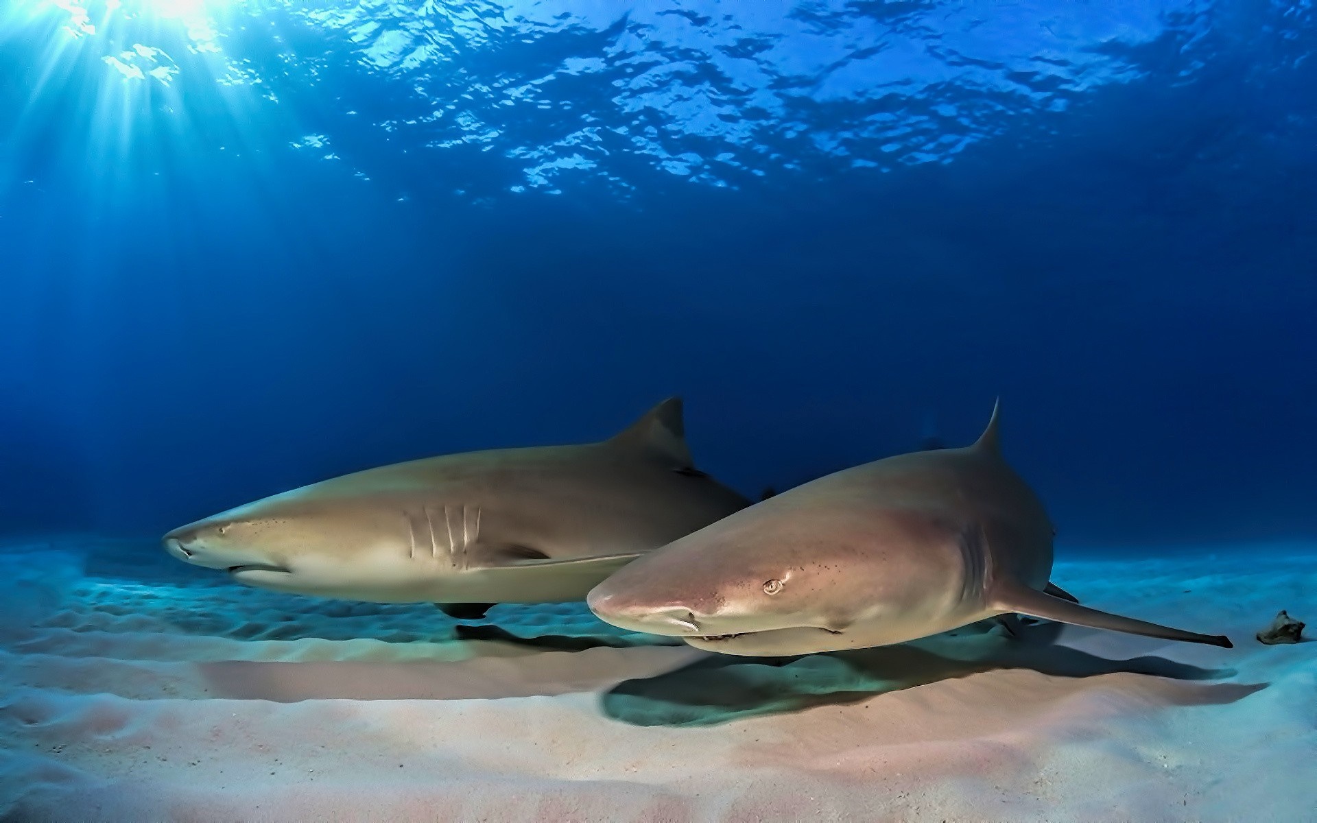 Underwater Scene with Two Resting Sharks HD Wallpaper
