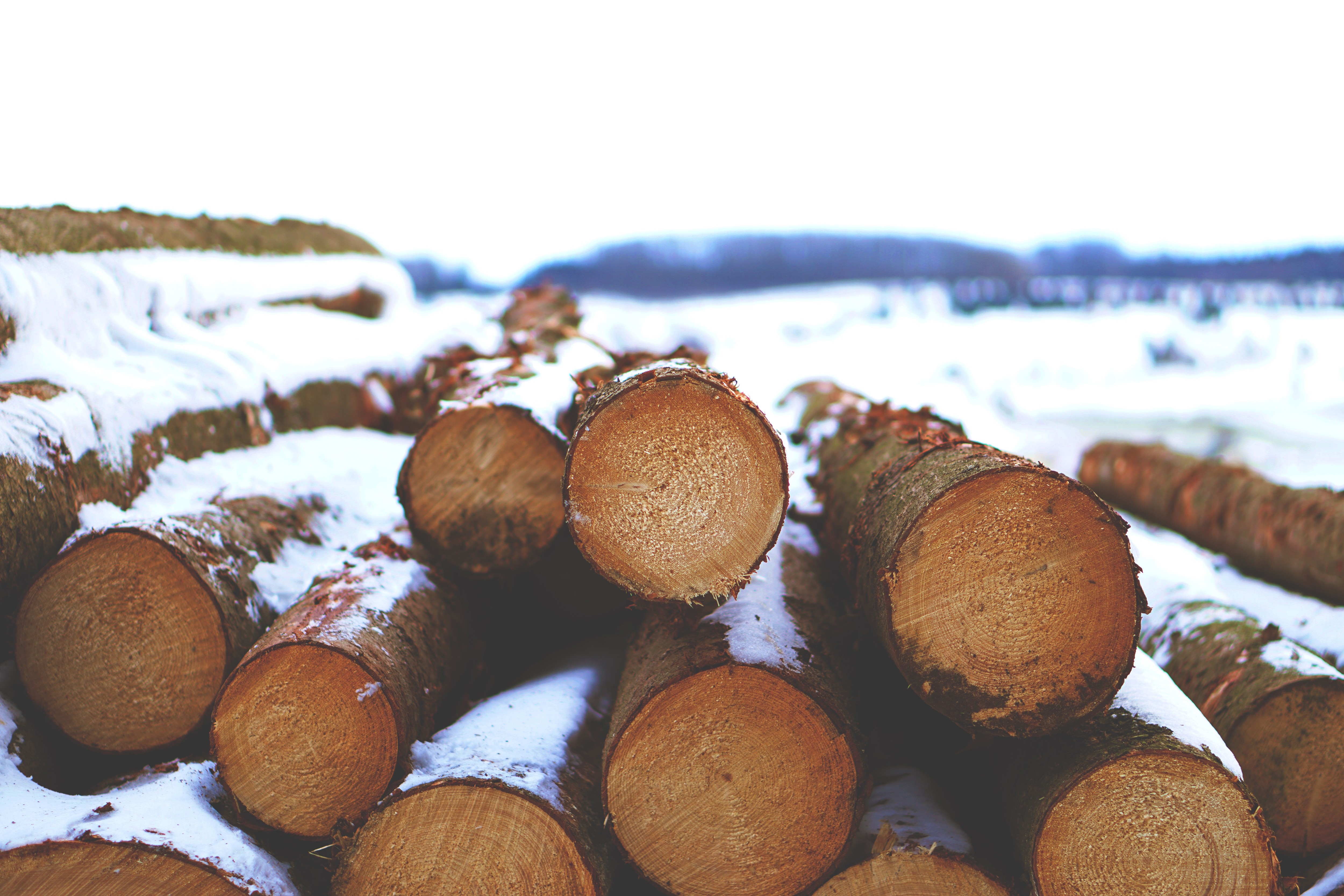 Pile of logs covered in snow in a winter forest HD Wallpaper