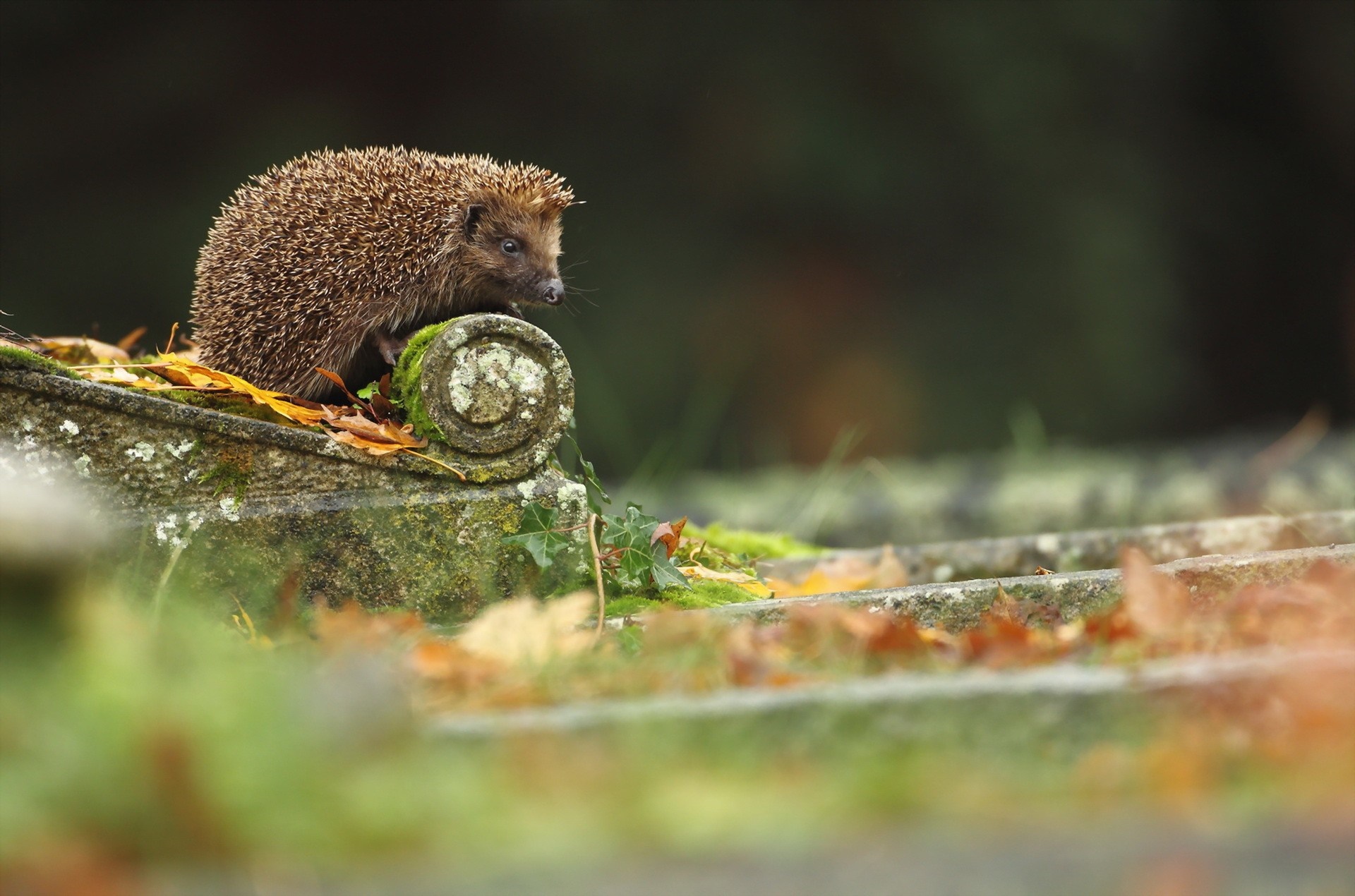 Hedgehog on a mossy stone with autumn leaves HD Wallpaper