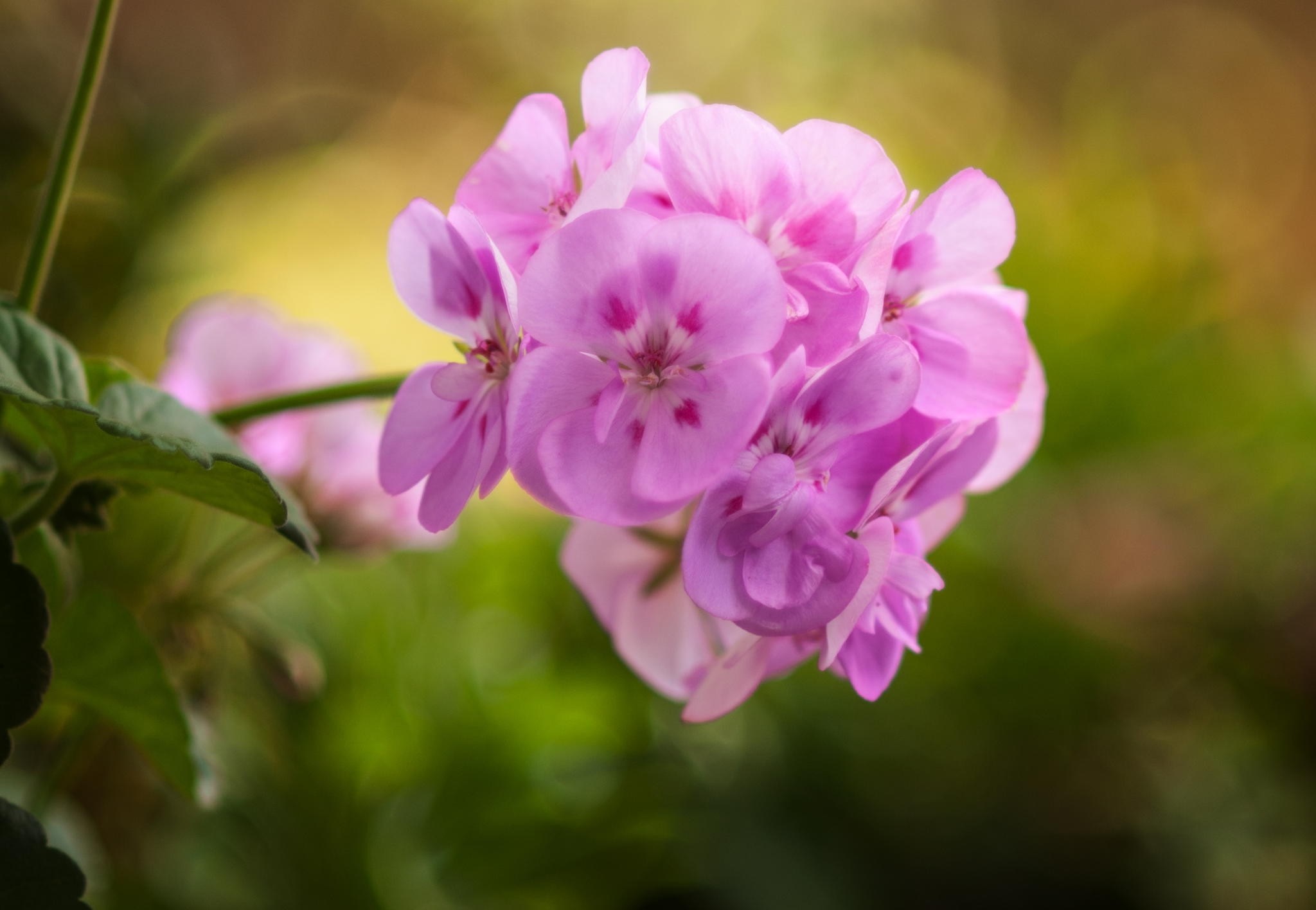Close-up of pink geranium flowers with green leaves HD Wallpaper