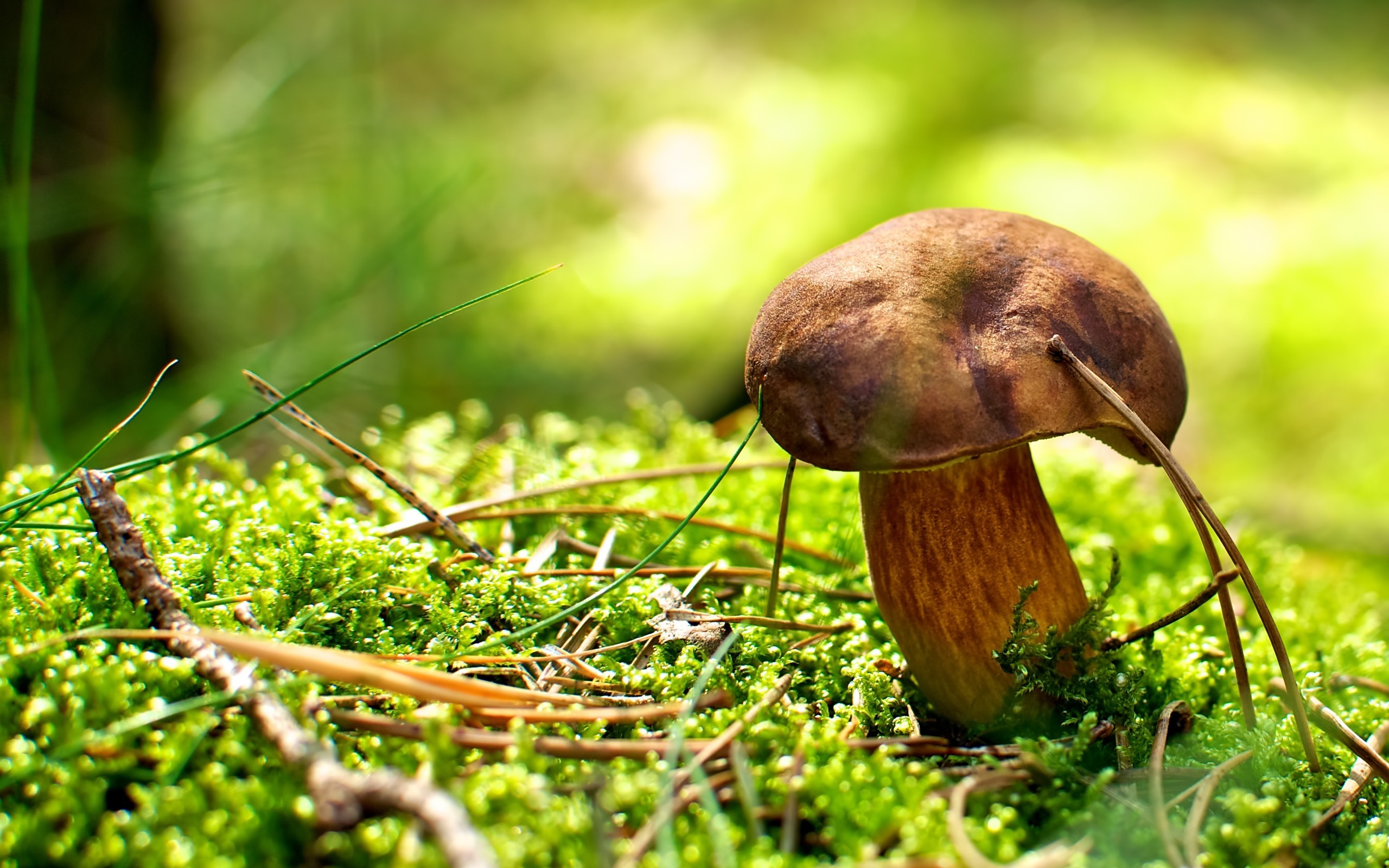 Close-up of a brown mushroom on green moss HD Wallpaper