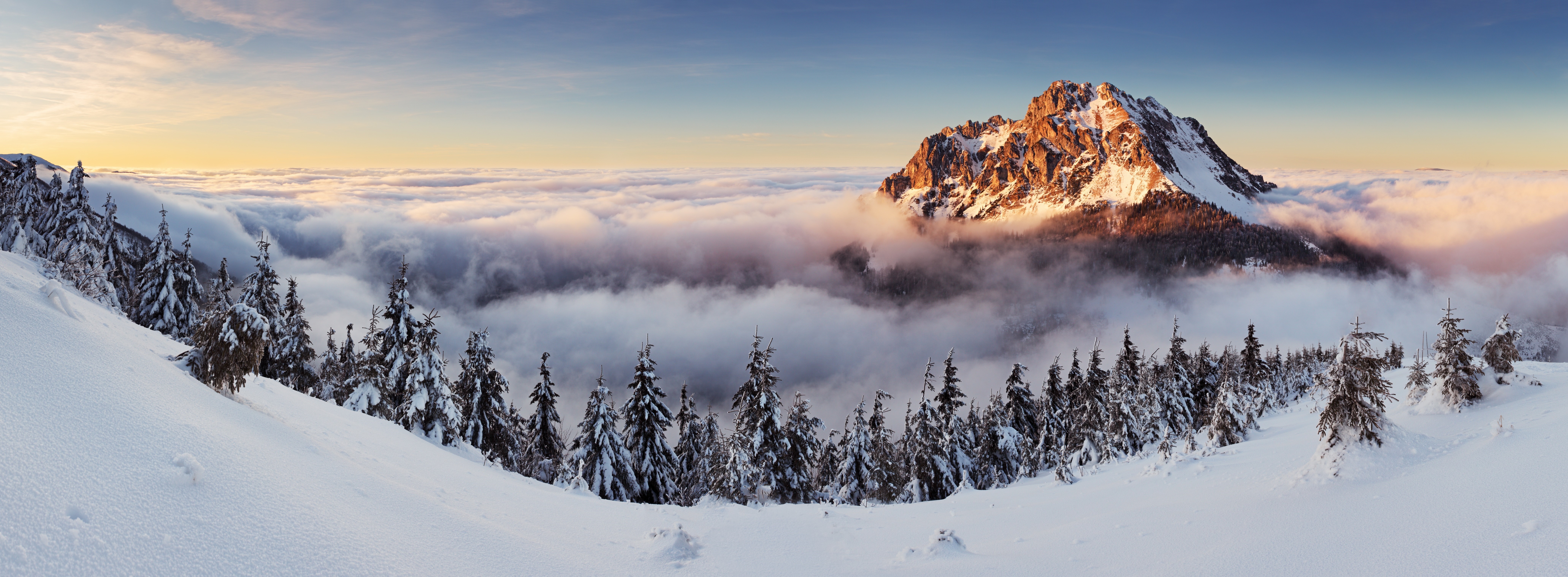 Snowy mountain peak above clouds with pine trees HD Wallpaper