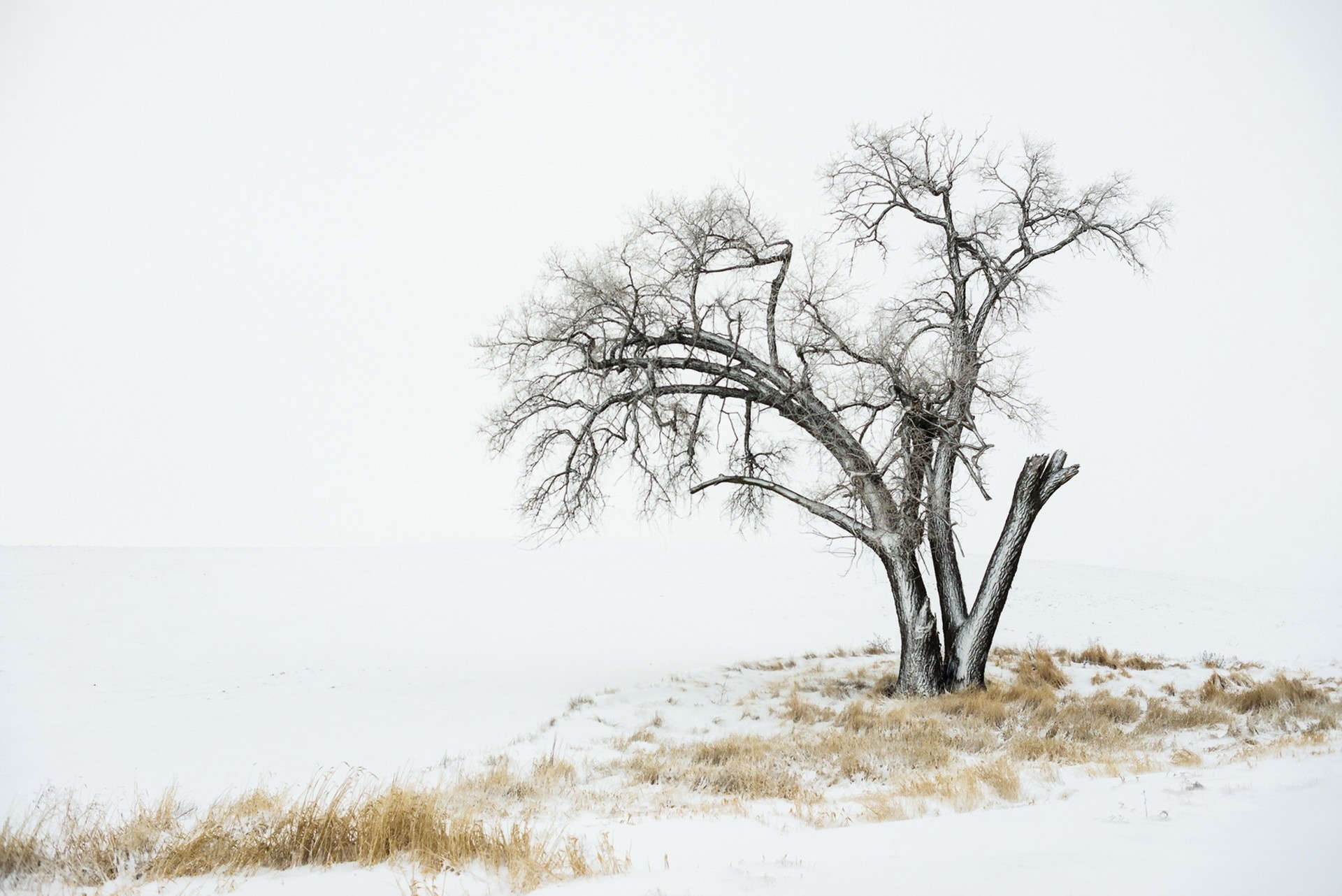 Bare tree in a snowy landscape HD Wallpaper