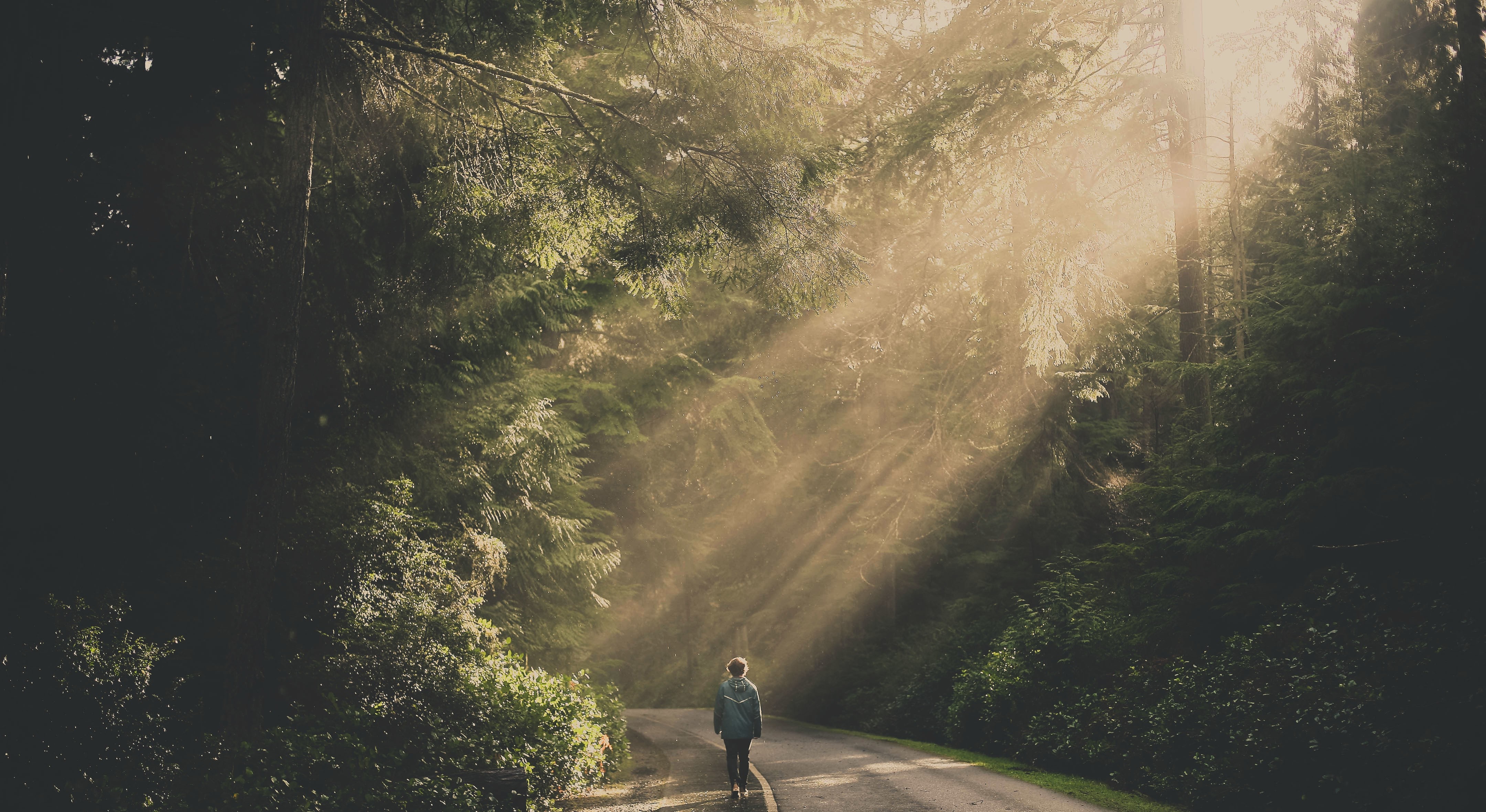 Person walking on a road in a sunlit forest HD Wallpaper