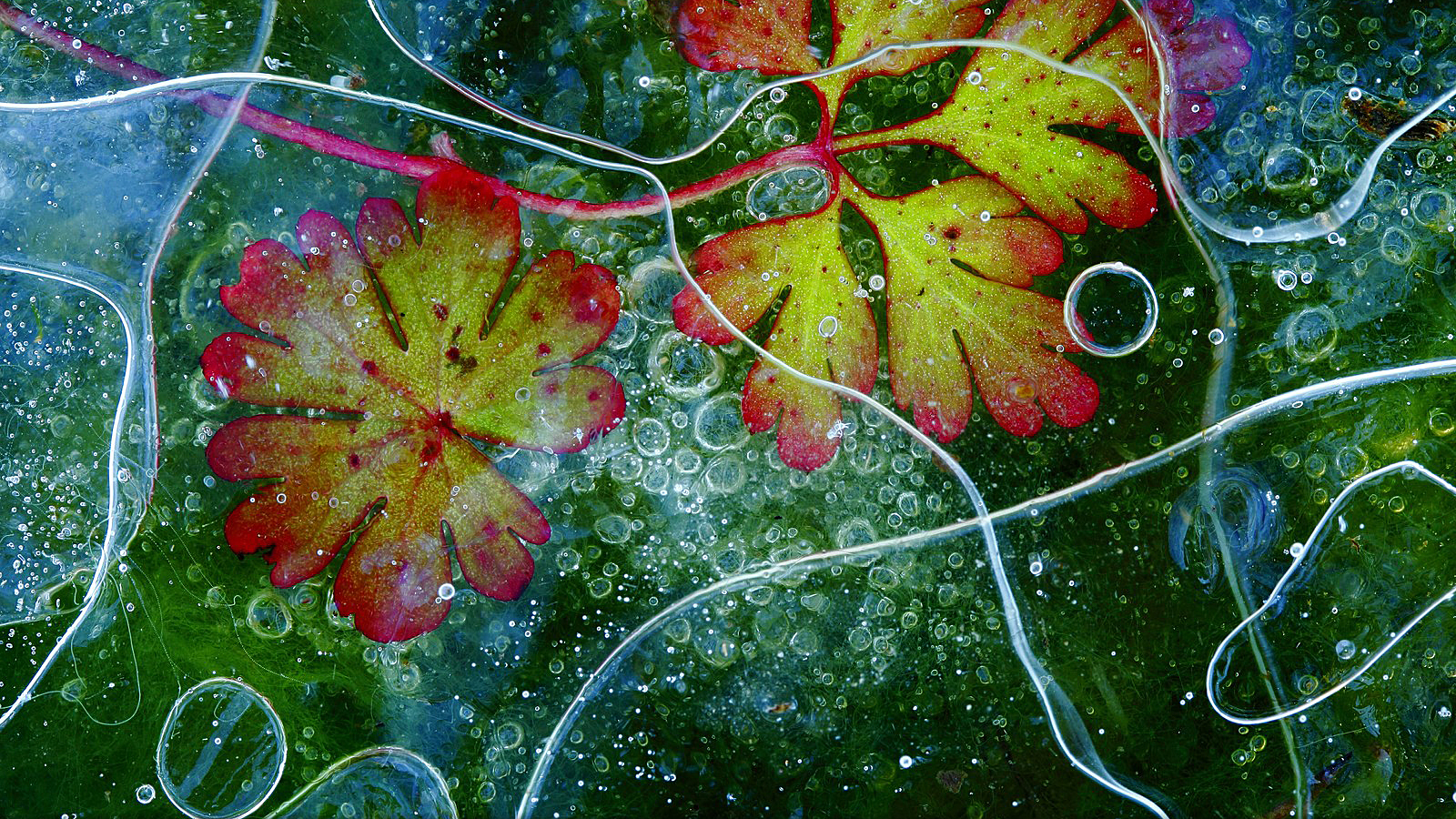 Frozen leaves with air bubbles and ice patterns HD Wallpaper