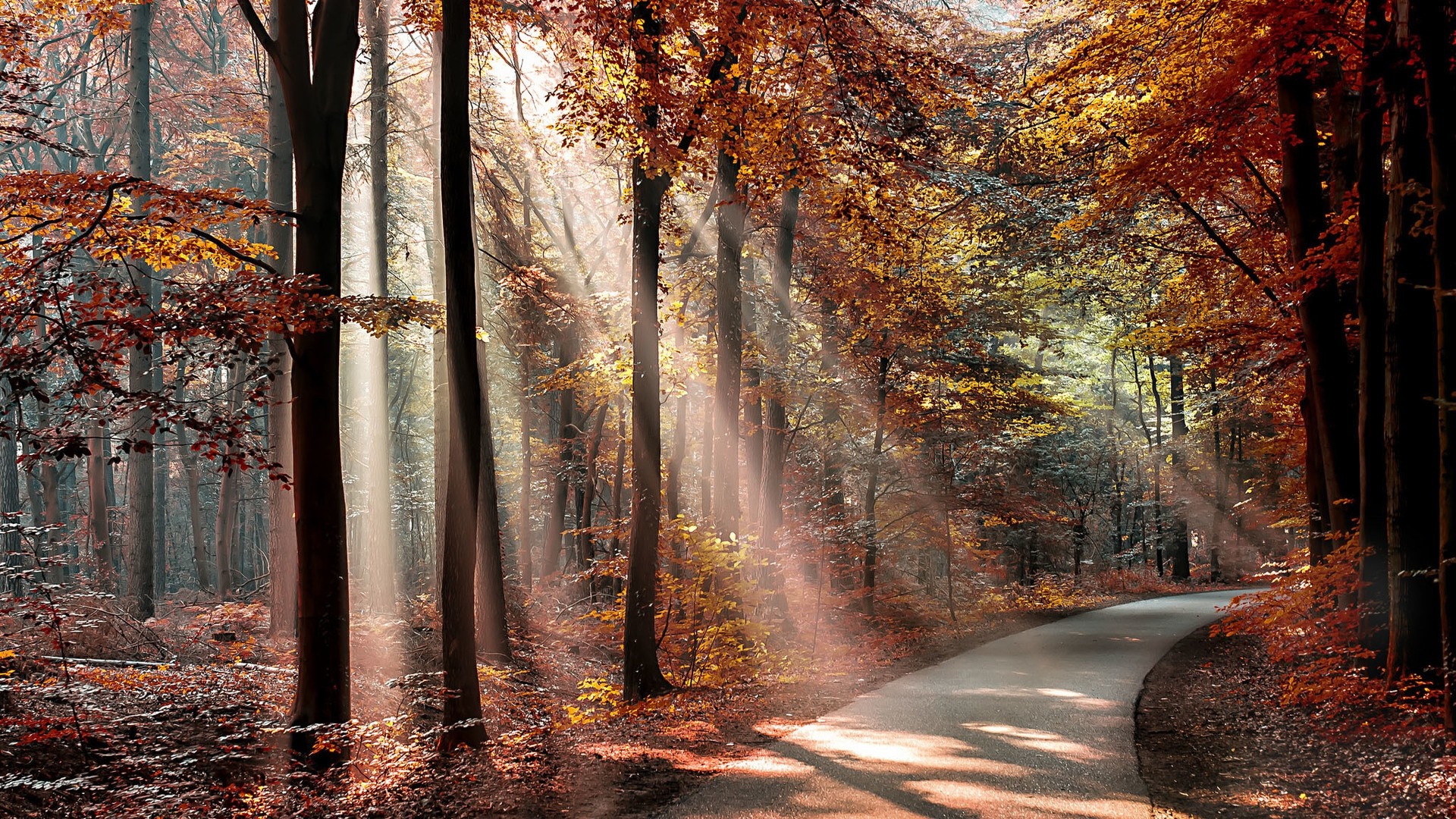 Sunlight filtering through trees on an autumn forest road HD Wallpaper