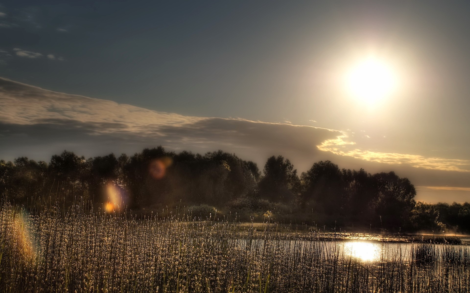 Sunset over a marsh with reeds and trees HD Wallpaper